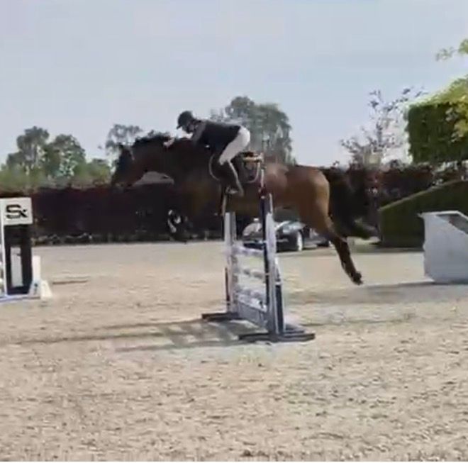 bwp springpaard ruin 5 years old donkerbruin for sale - Photo 2