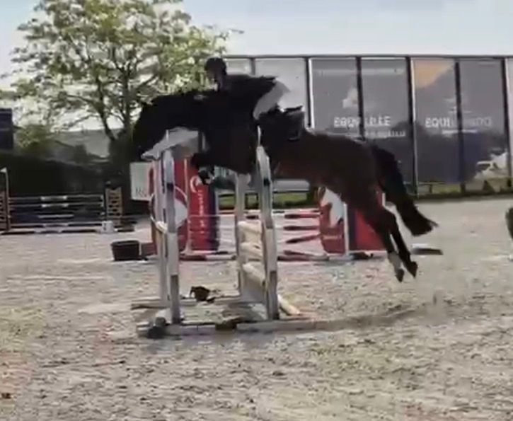 bwp springpaard ruin 5 years old donkerbruin for sale - Main photo