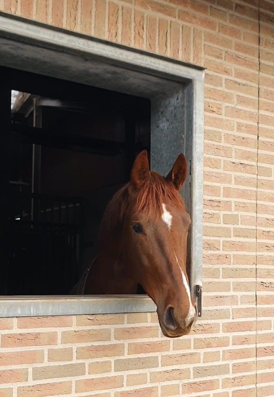 3 jarig toekomst paard 