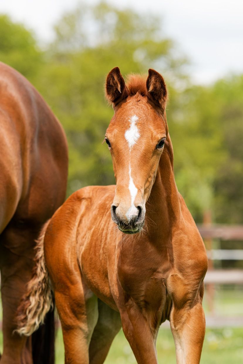 dressuurpaard Ruin 3 jaar Bruin te koop - Foto 6