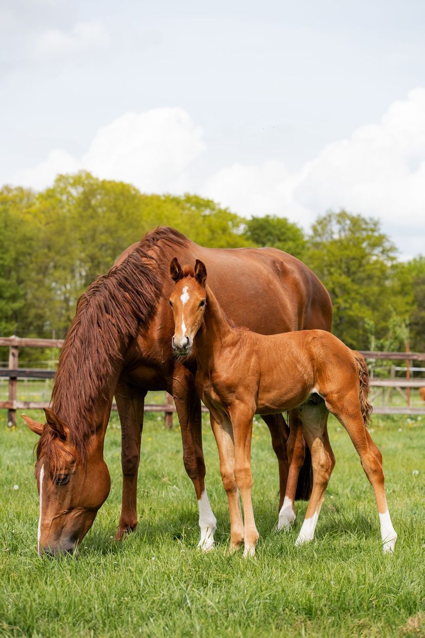 dressuurpaard Ruin 3 jaar Bruin te koop - Foto 5