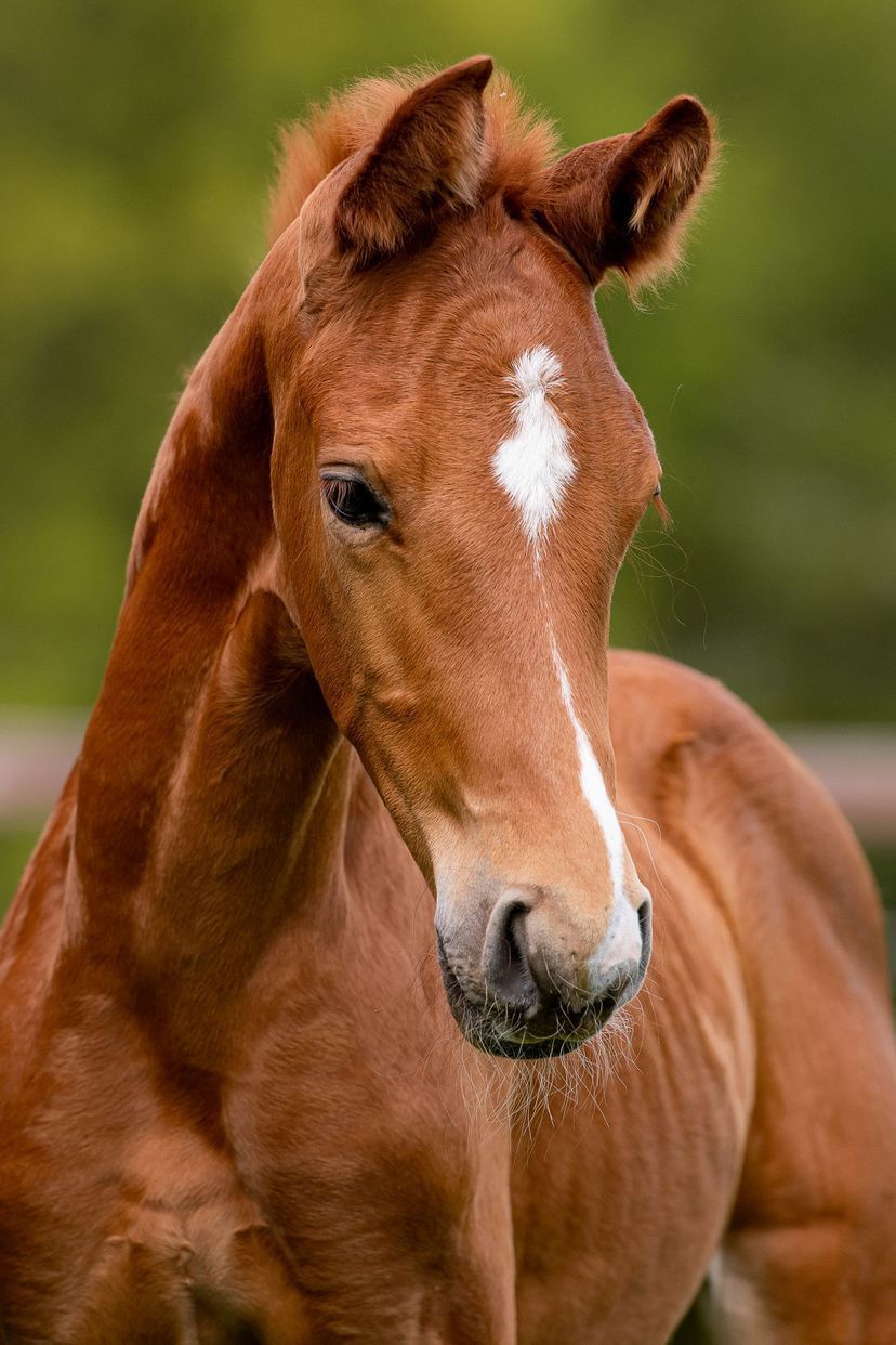 dressuurpaard Ruin 3 jaar Bruin te koop - Foto 3
