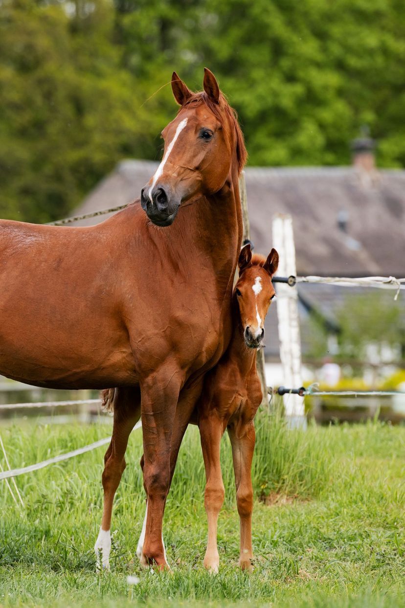 dressuurpaard Ruin 3 jaar Bruin te koop - Foto 4