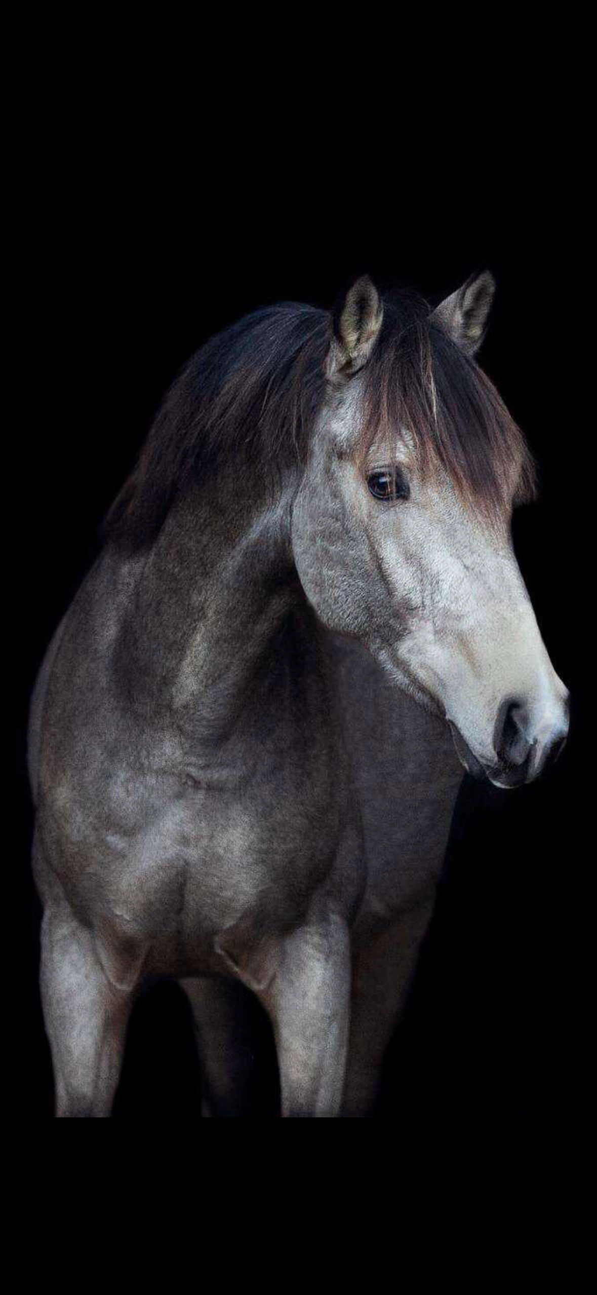 allround-pony ruin 8 years old andere-kleur for sale - Main photo