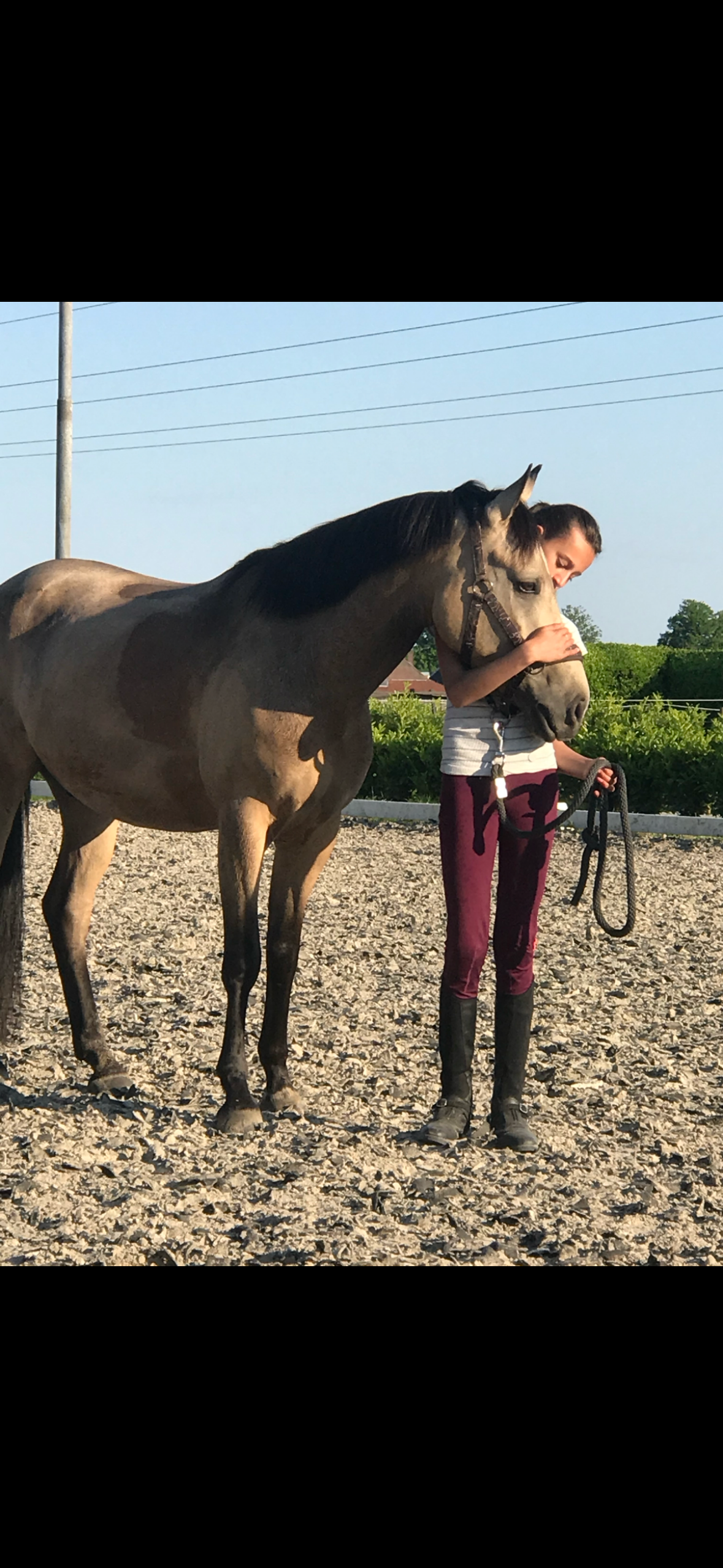 allround-pony ruin 8 years old andere-kleur for sale - Photo 6