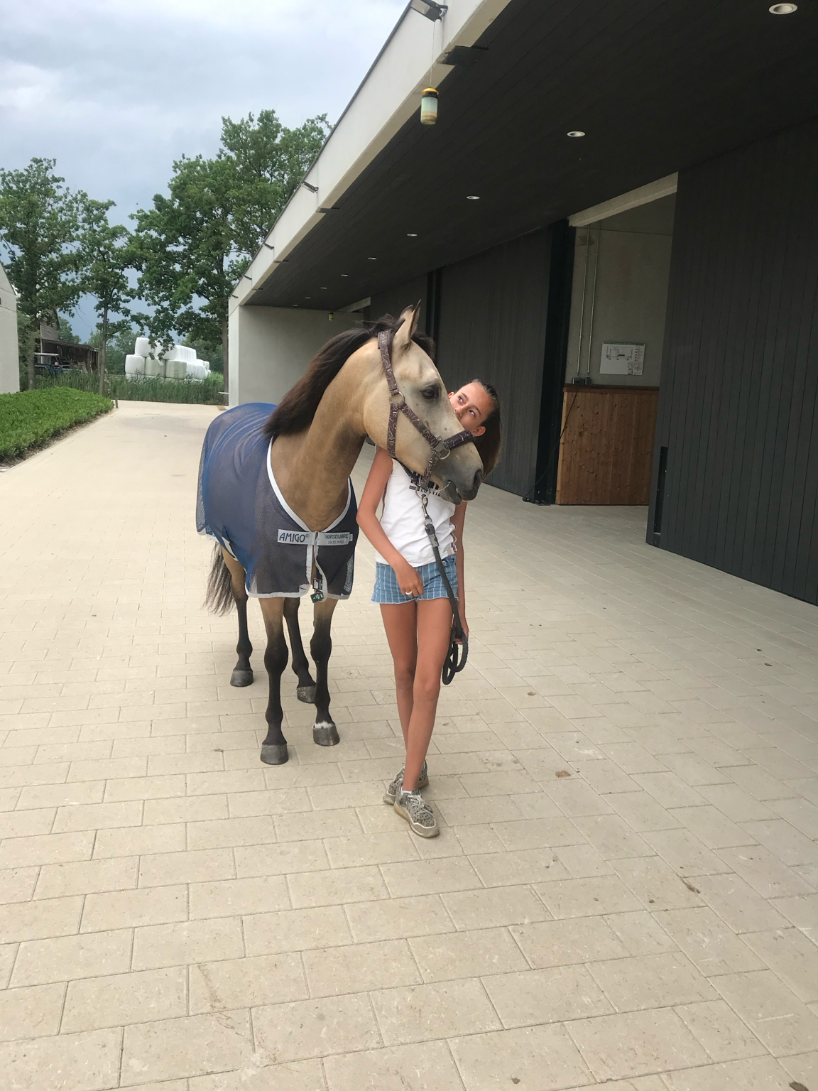 allround-pony ruin 8 years old andere-kleur for sale - Photo 5