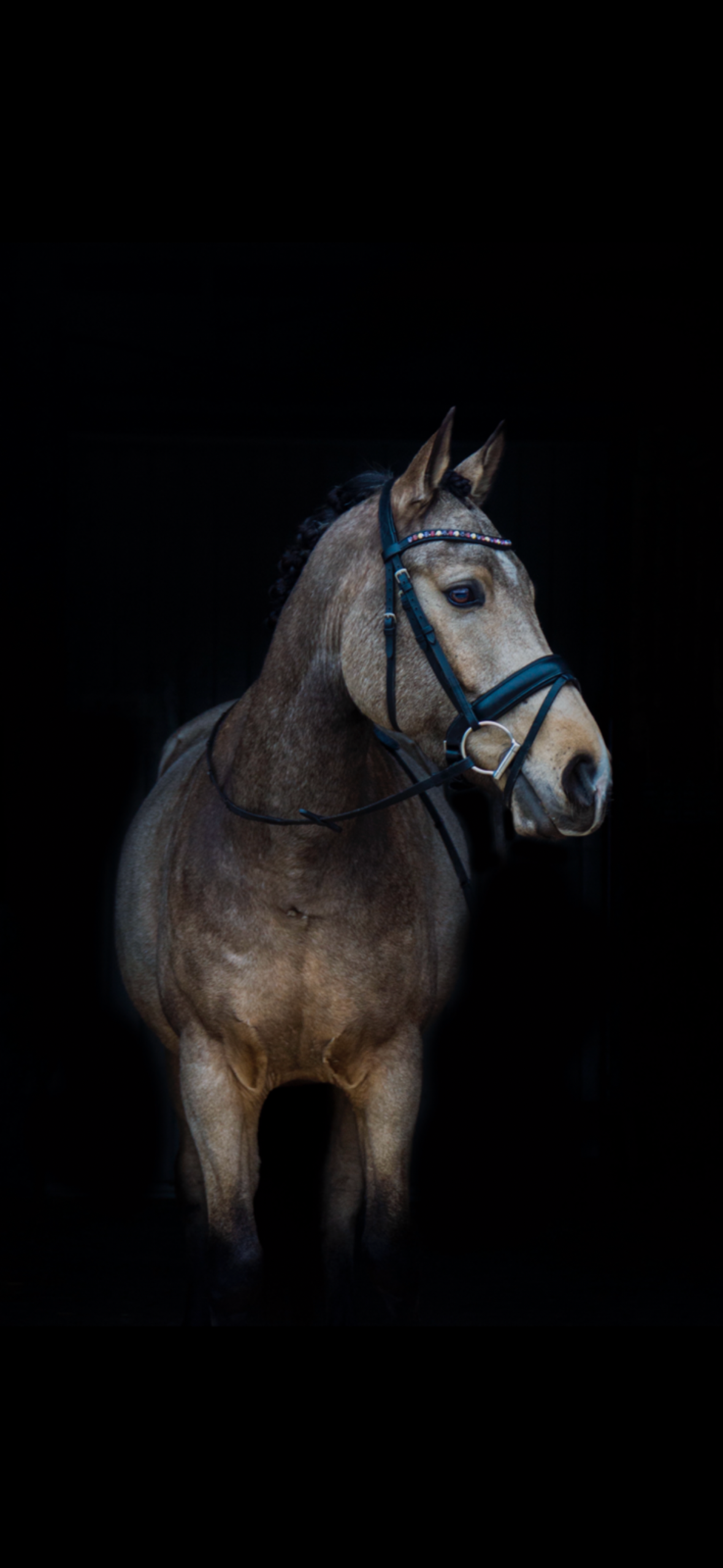 allround-pony ruin 8 years old andere-kleur for sale - Photo 2