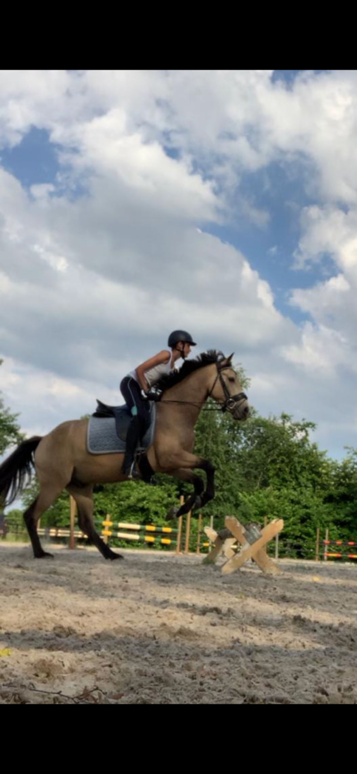 allround-pony ruin 8 years old andere-kleur for sale - Photo 3