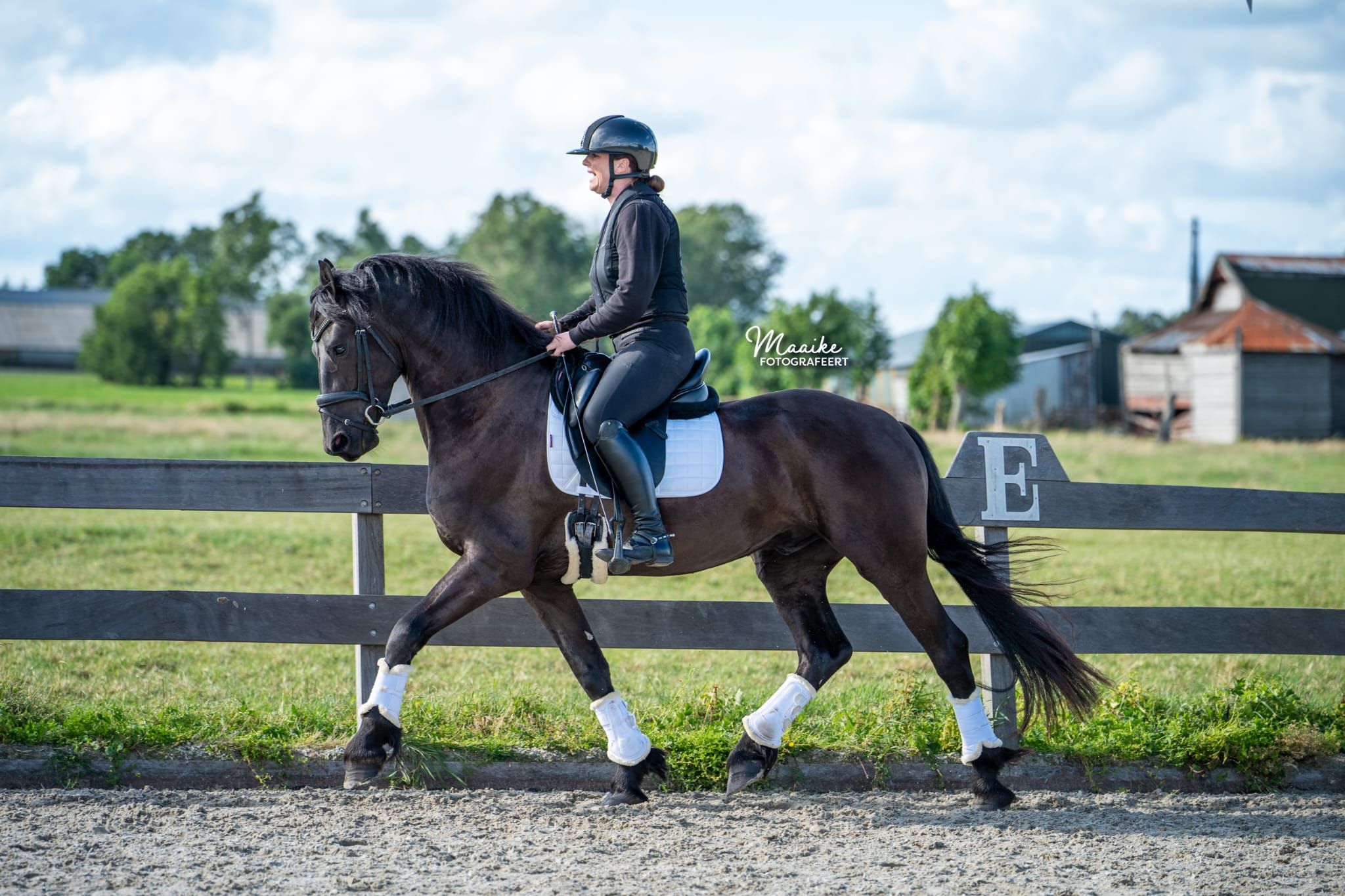 dressuurpaard ruin 3 years old zwart for sale - Photo 2