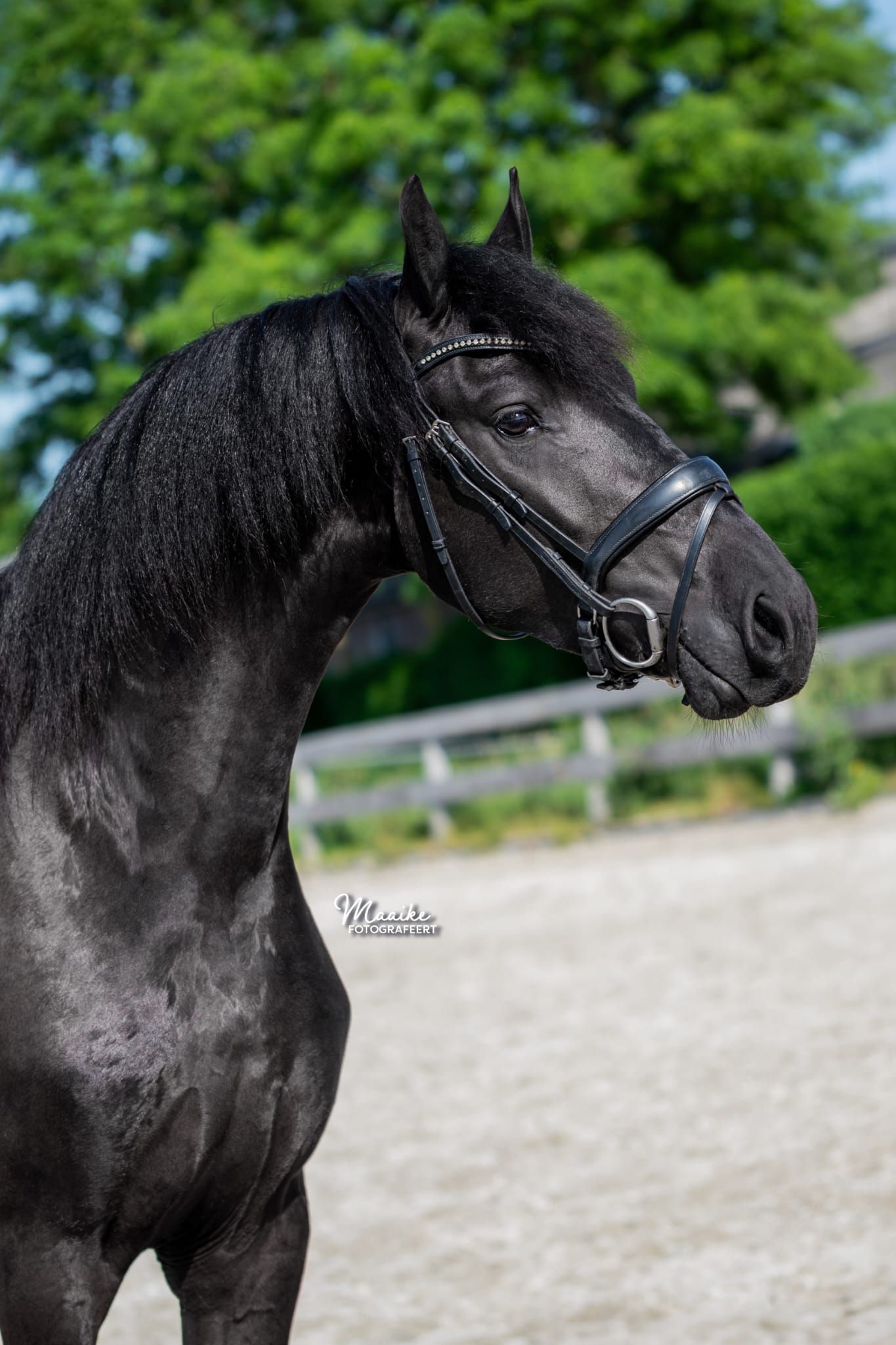 Friesian gelding with presence
