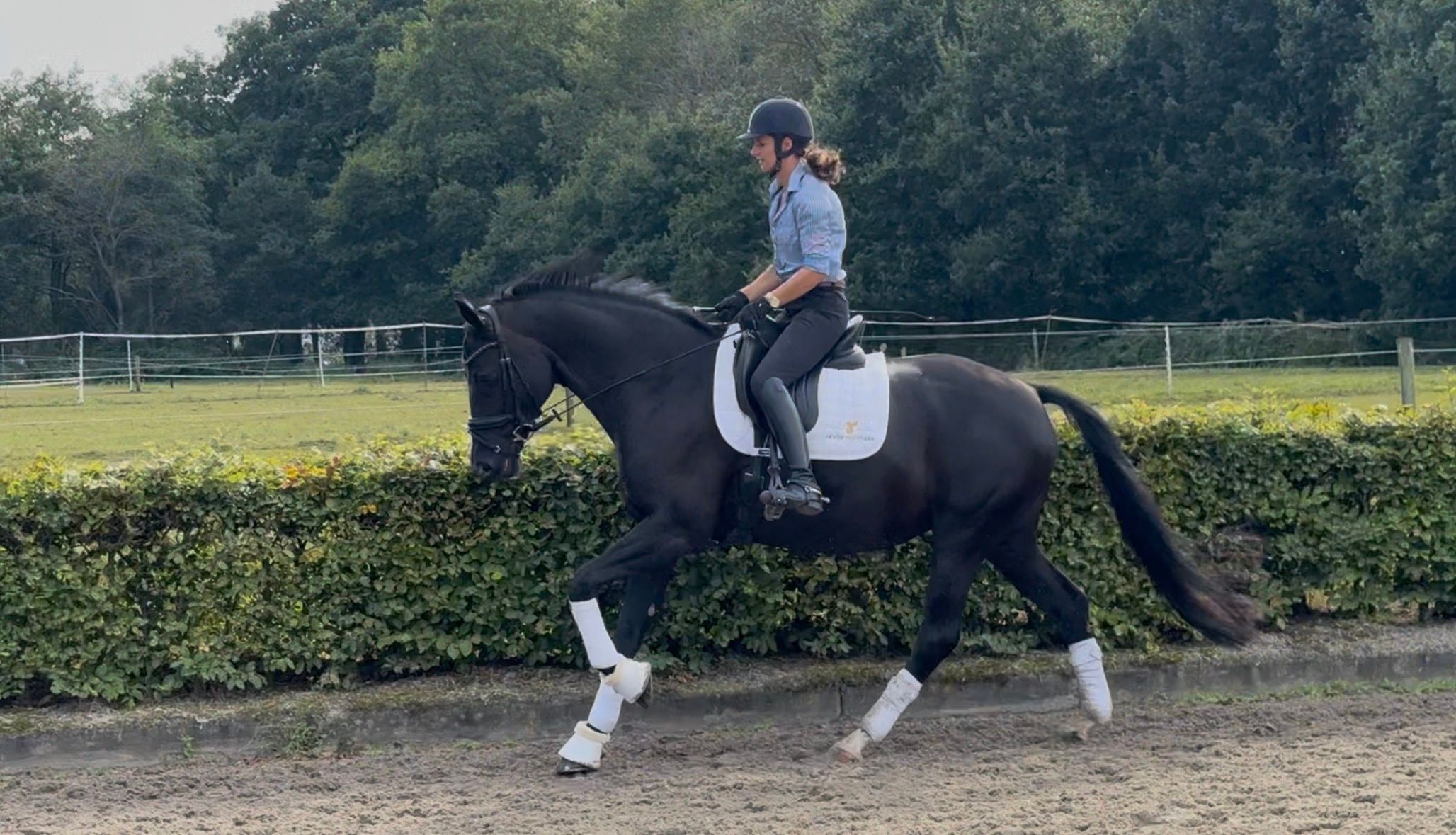 kwpn dressuurpaard merrie 10 år zwart til salg - Foto 2