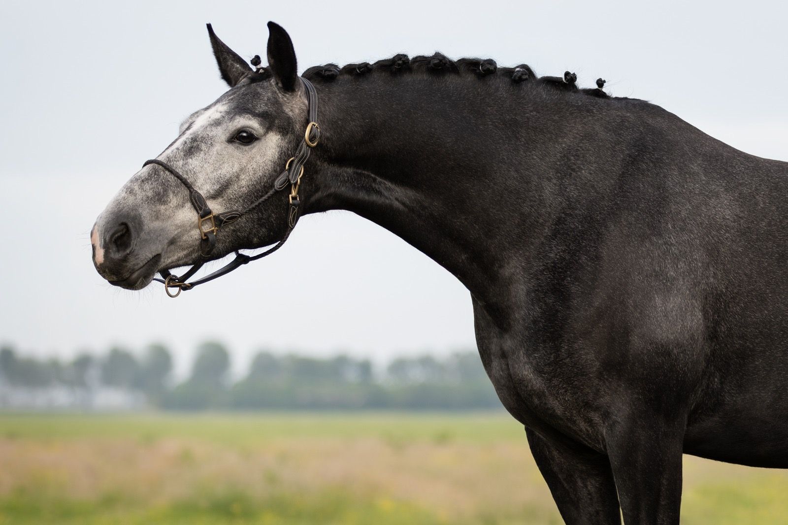 Grey mare by Total Hope 4 years old
