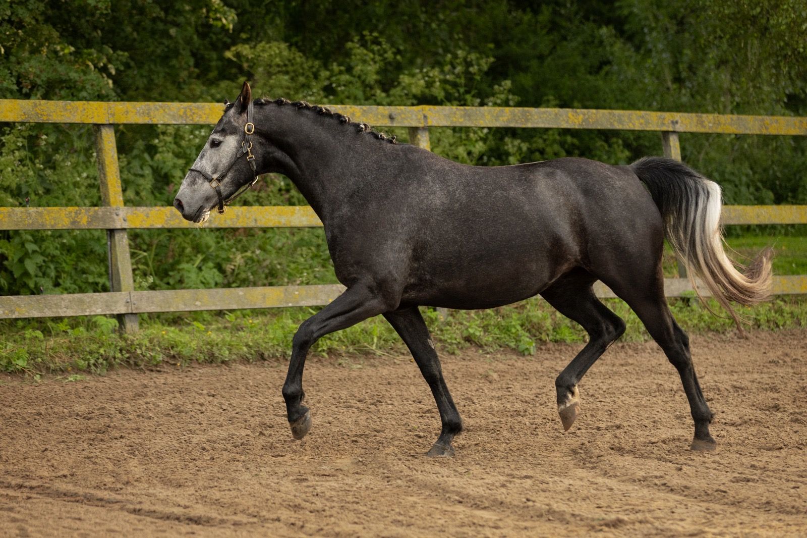 westfalen dressuurpaard merrie 4 years old schimmel for sale - Photo 5