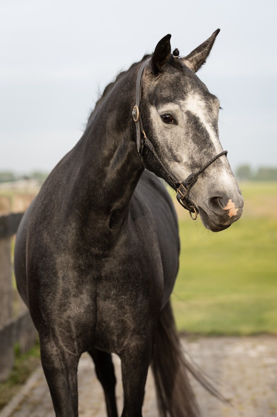 westfalen dressuurpaard merrie 4 years old schimmel for sale - Photo 3