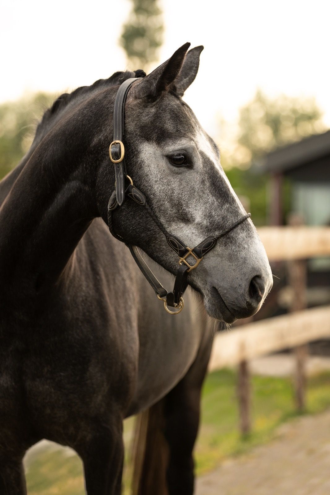 westfalen dressuurpaard merrie 4 years old schimmel for sale - Photo 2