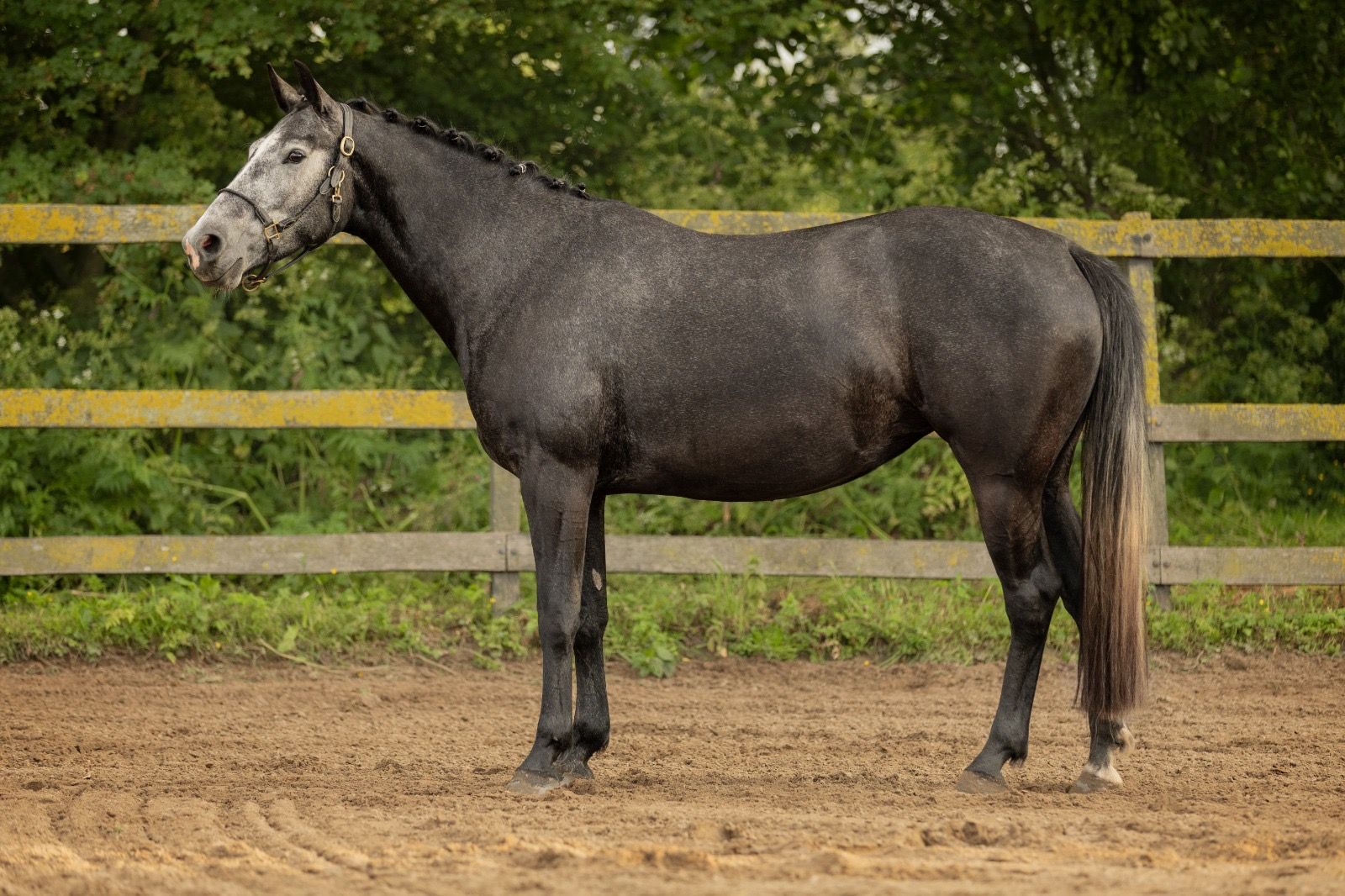 westfalen dressuurpaard merrie 4 years old schimmel for sale - Photo 6