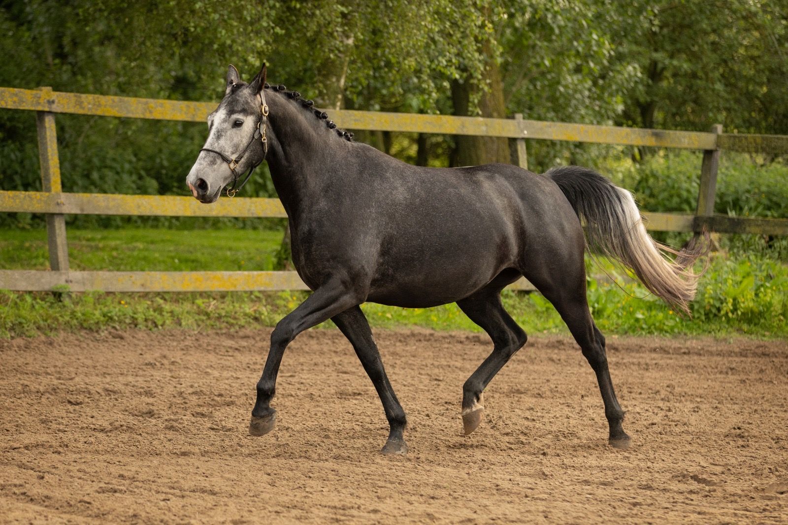 westfalen dressuurpaard merrie 4 years old schimmel for sale - Photo 4