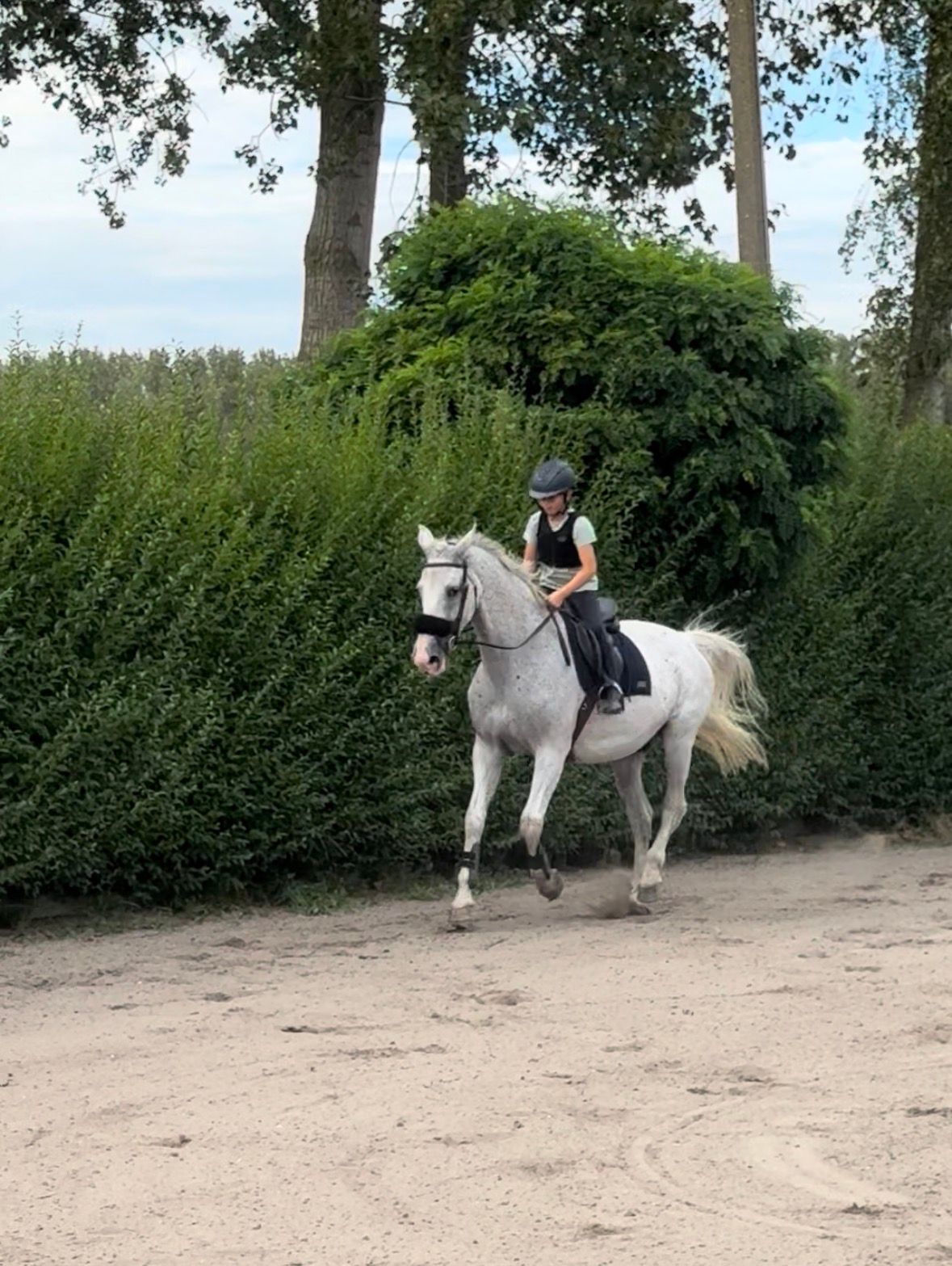 bwp springpaard merrie 20 jaar schimmel te koop - Hoofdfoto