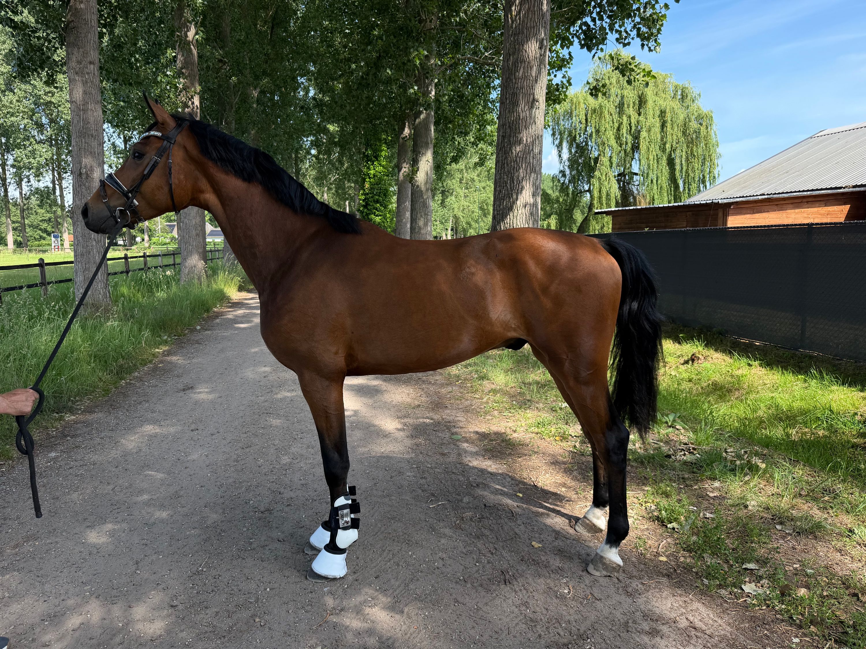dressuurpaard ruin 3 years old for sale - Main photo