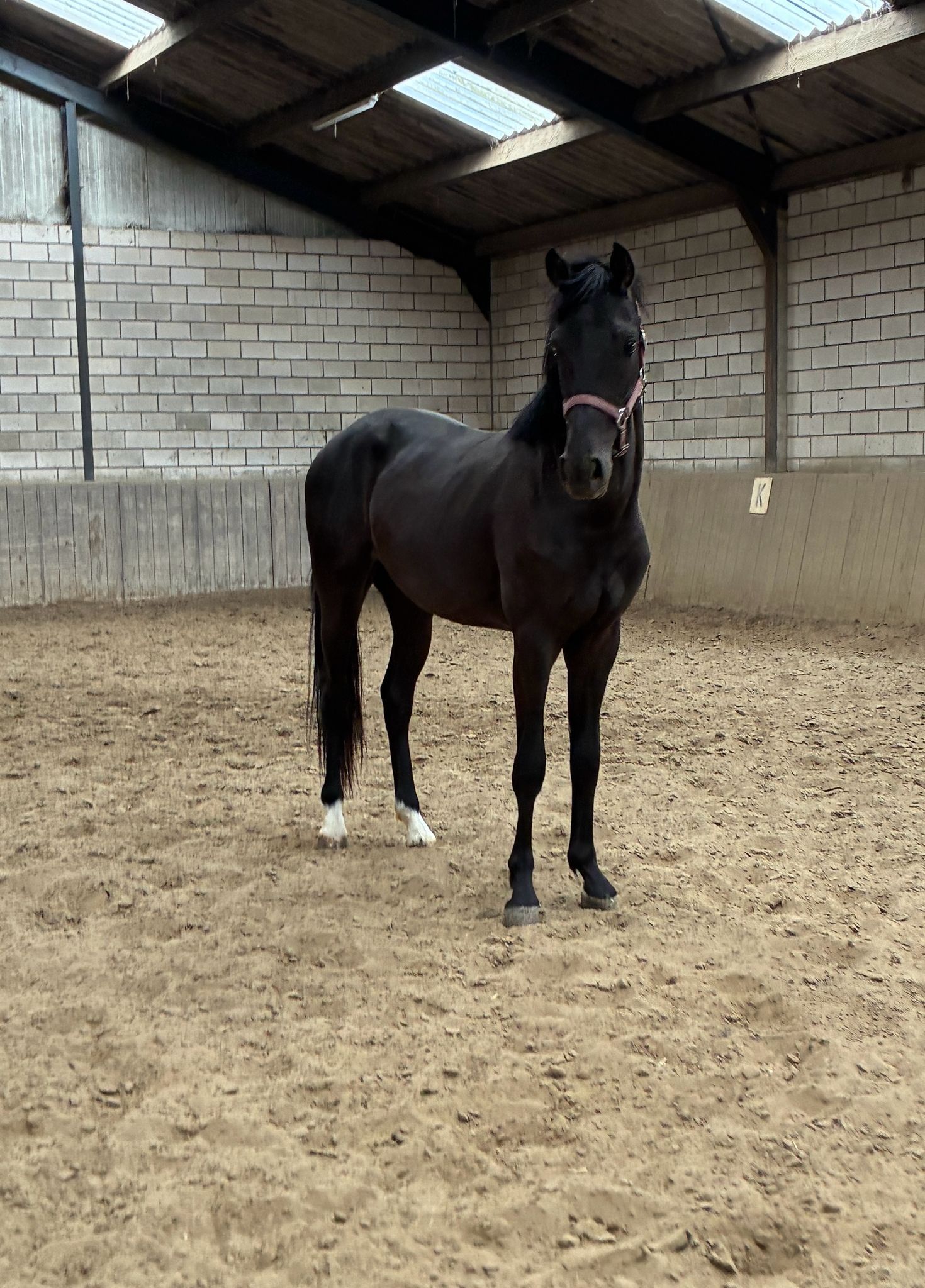 Urandos San, hongre de 2 ans (Powerbank x Glamourdale x Rousseau)
