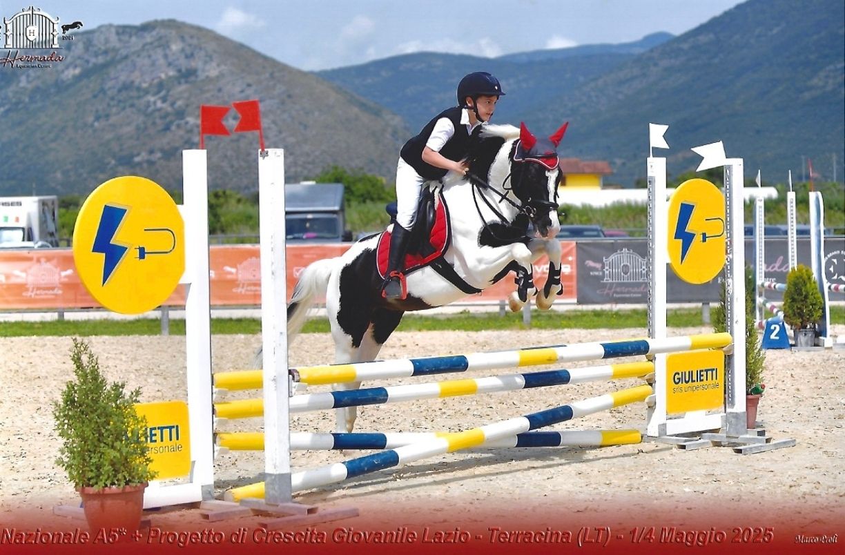 Pony Schoolmaster capace di portare un bambino dal livello principiante attraverso il Pony Club, il salto ostacoli e le categorie agonistiche.