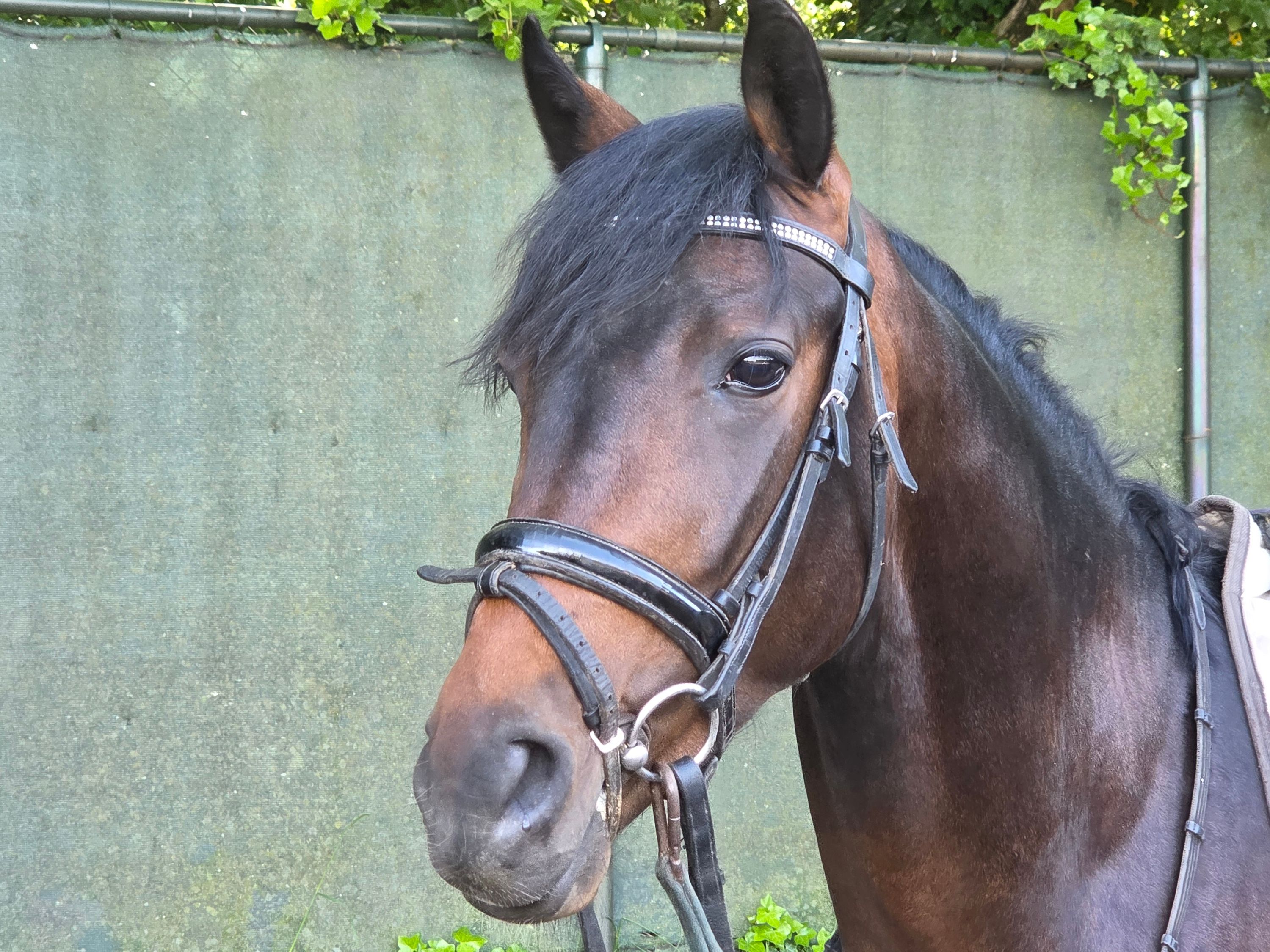 new-forest allround-pony ruin 3 歳 donkerbruin 売り出し中 - 写真 2