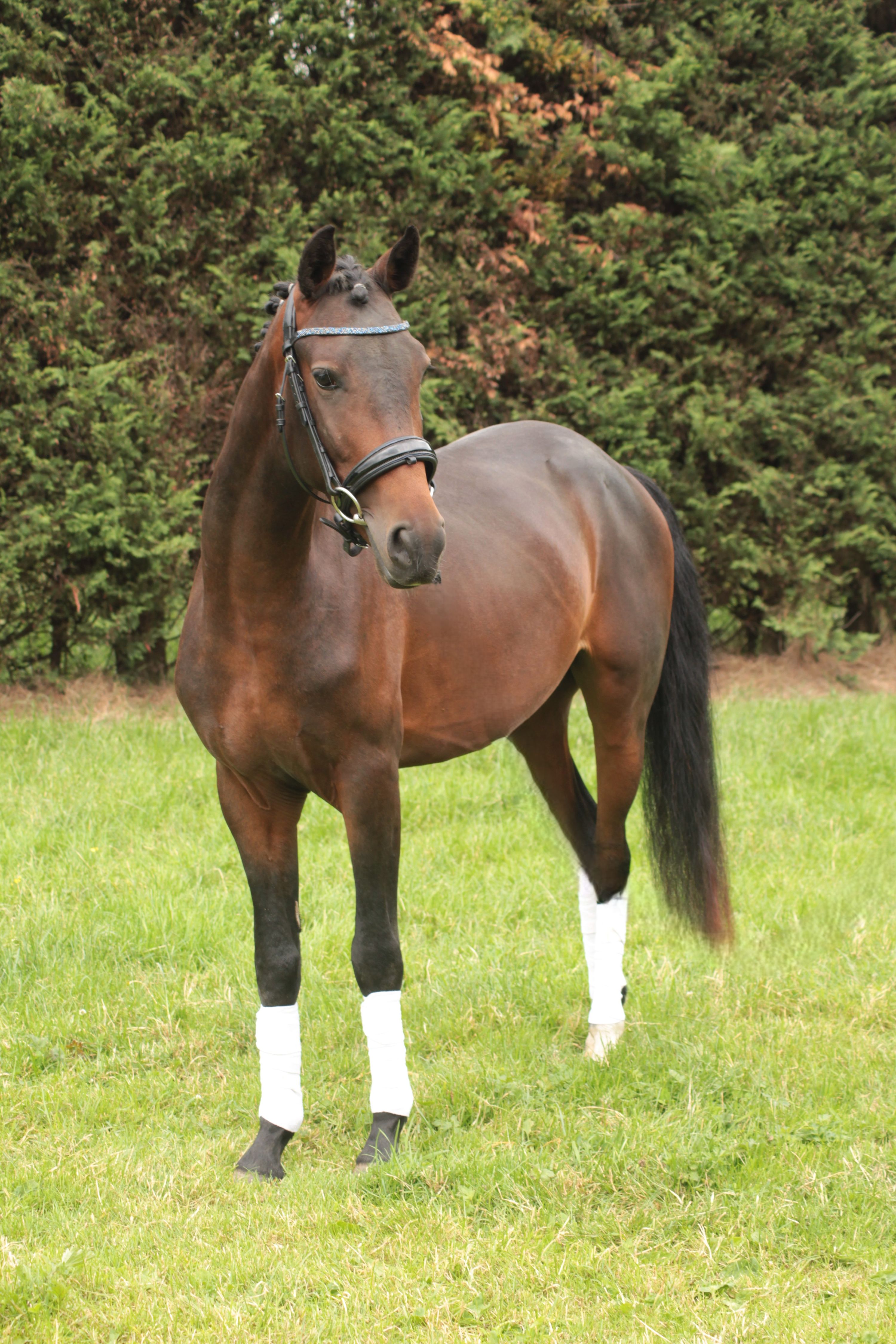 new-forest allround-pony ruin 3 歳 donkerbruin 売り出し中 - 写真 3