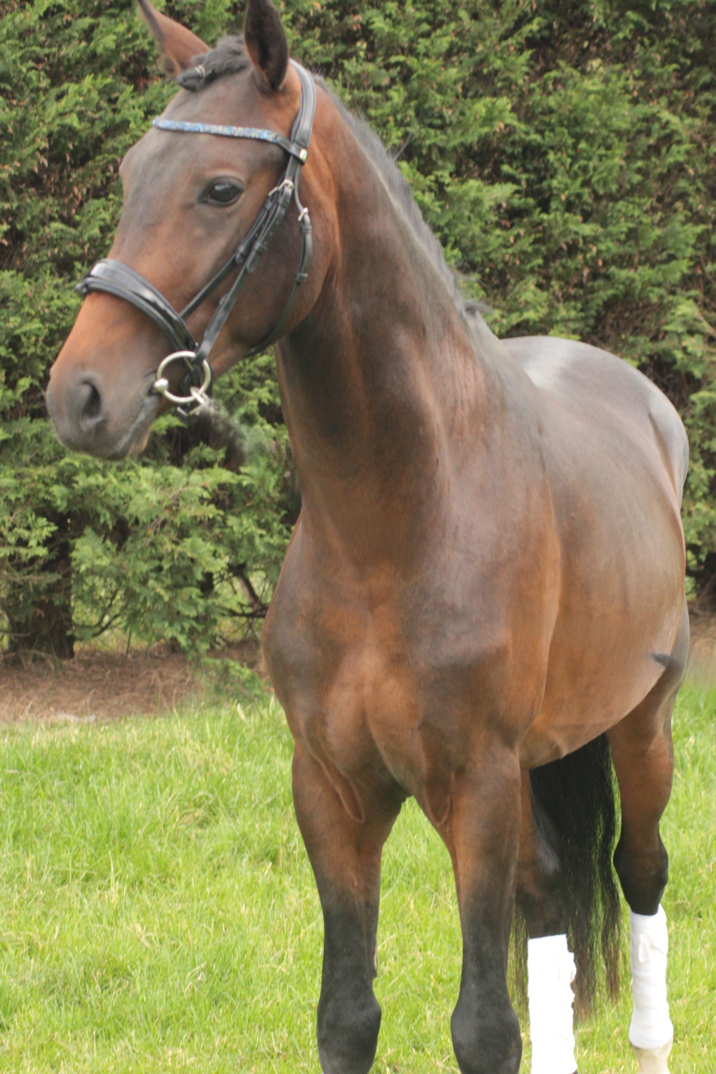 new-forest allround-pony ruin 3 歳 donkerbruin 売り出し中 - 写真 4