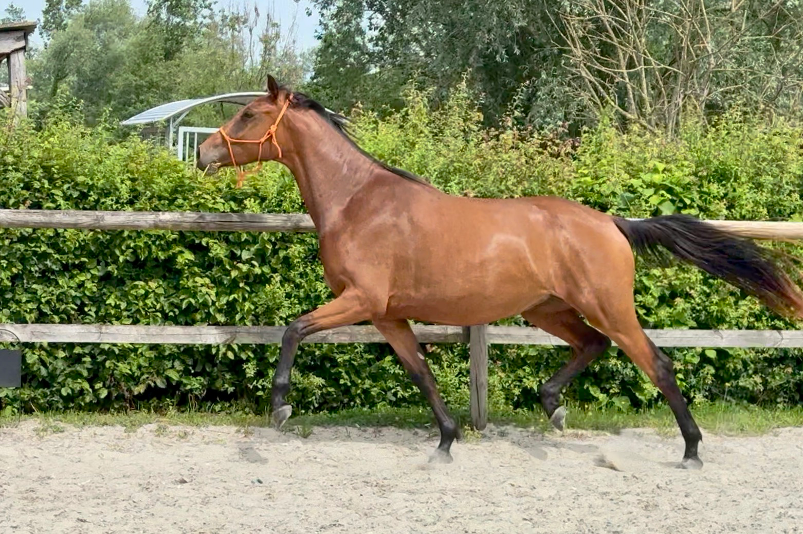 Eye-catching 3 years old mare - high potential for dressage