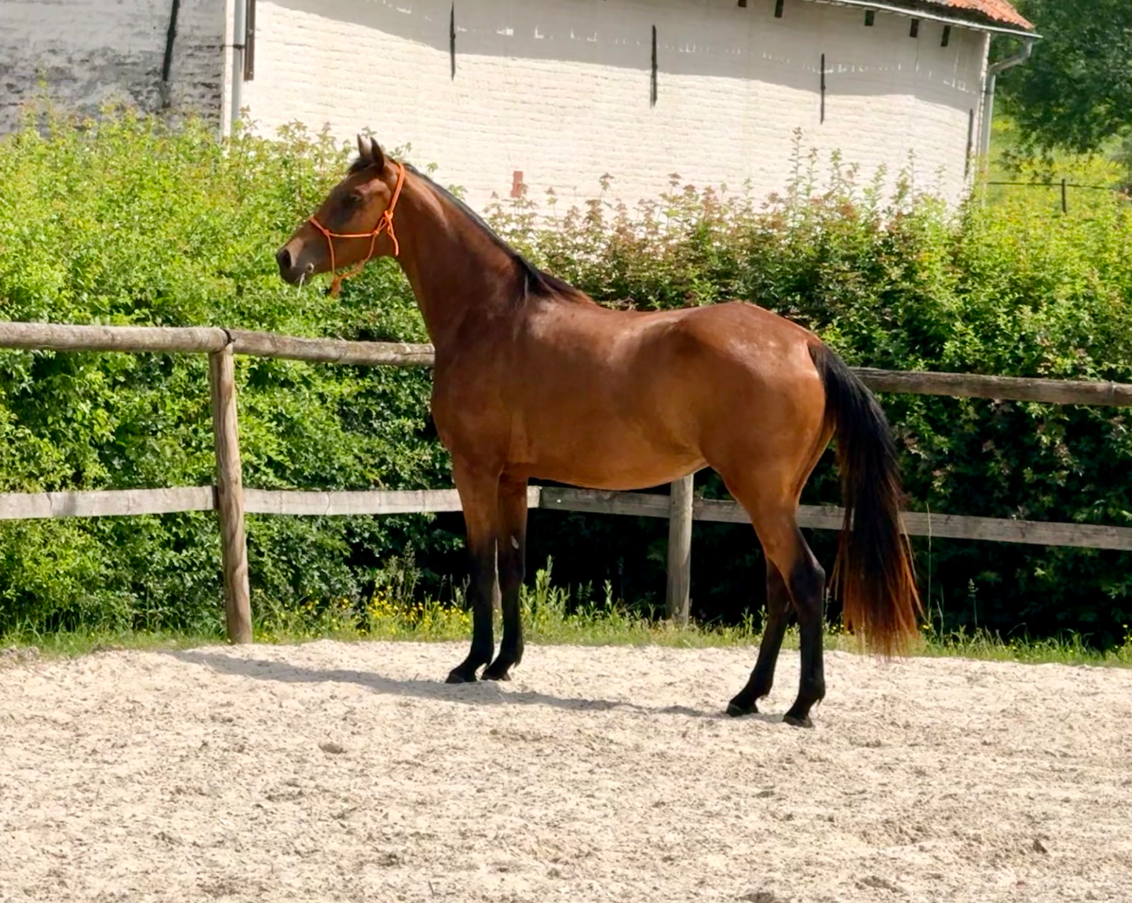 oldenburg dressuurpaard merrie 3 years old bruin for sale - Photo 2