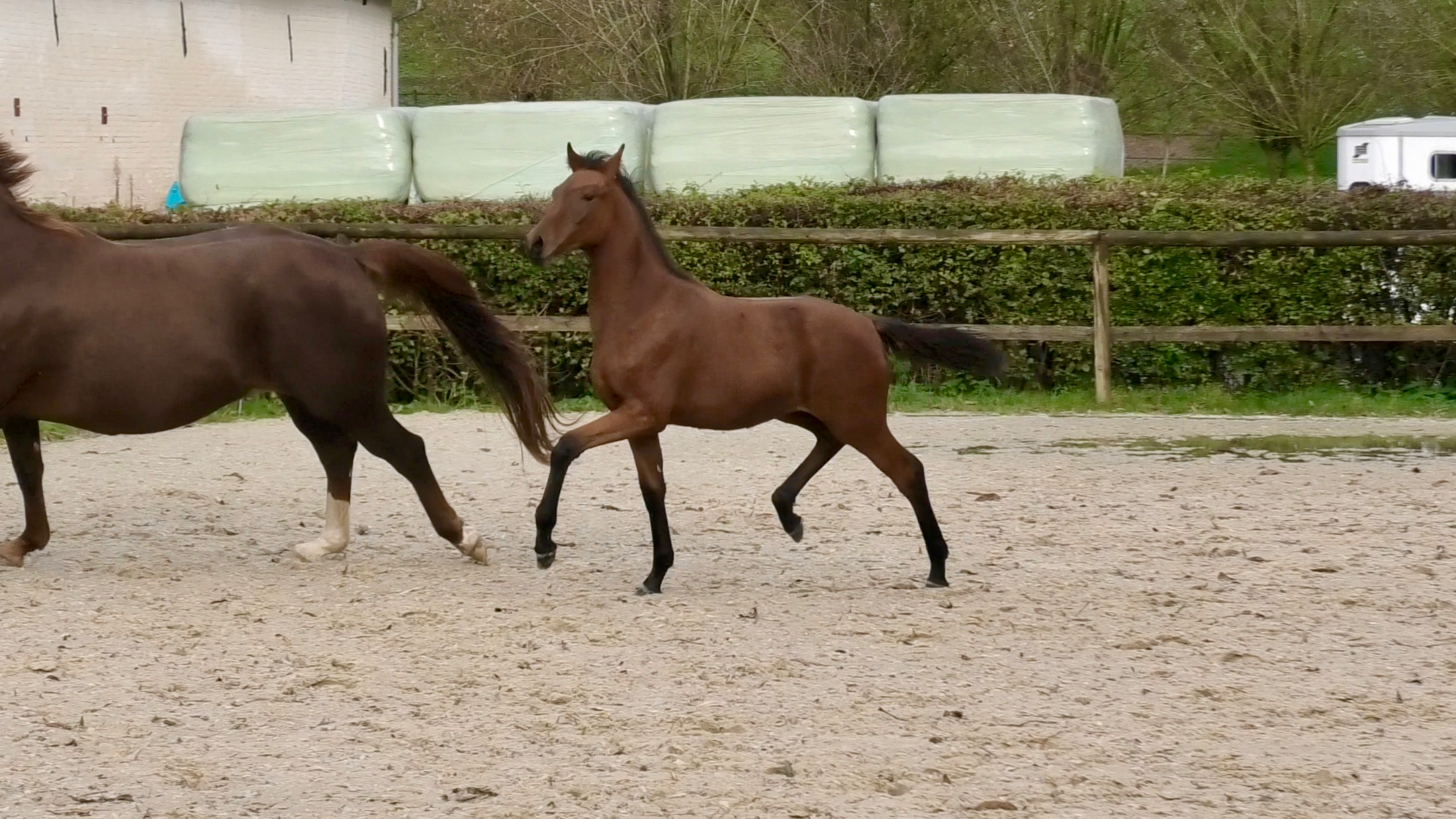 oldenburg dressuurpaard merrie 3 years old bruin for sale - Photo 4