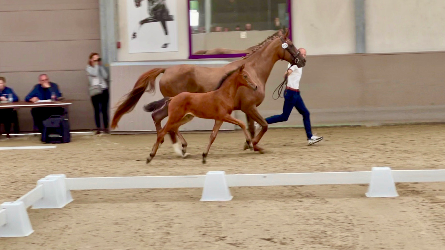 oldenburg dressuurpaard merrie 3 years old bruin for sale - Photo 6
