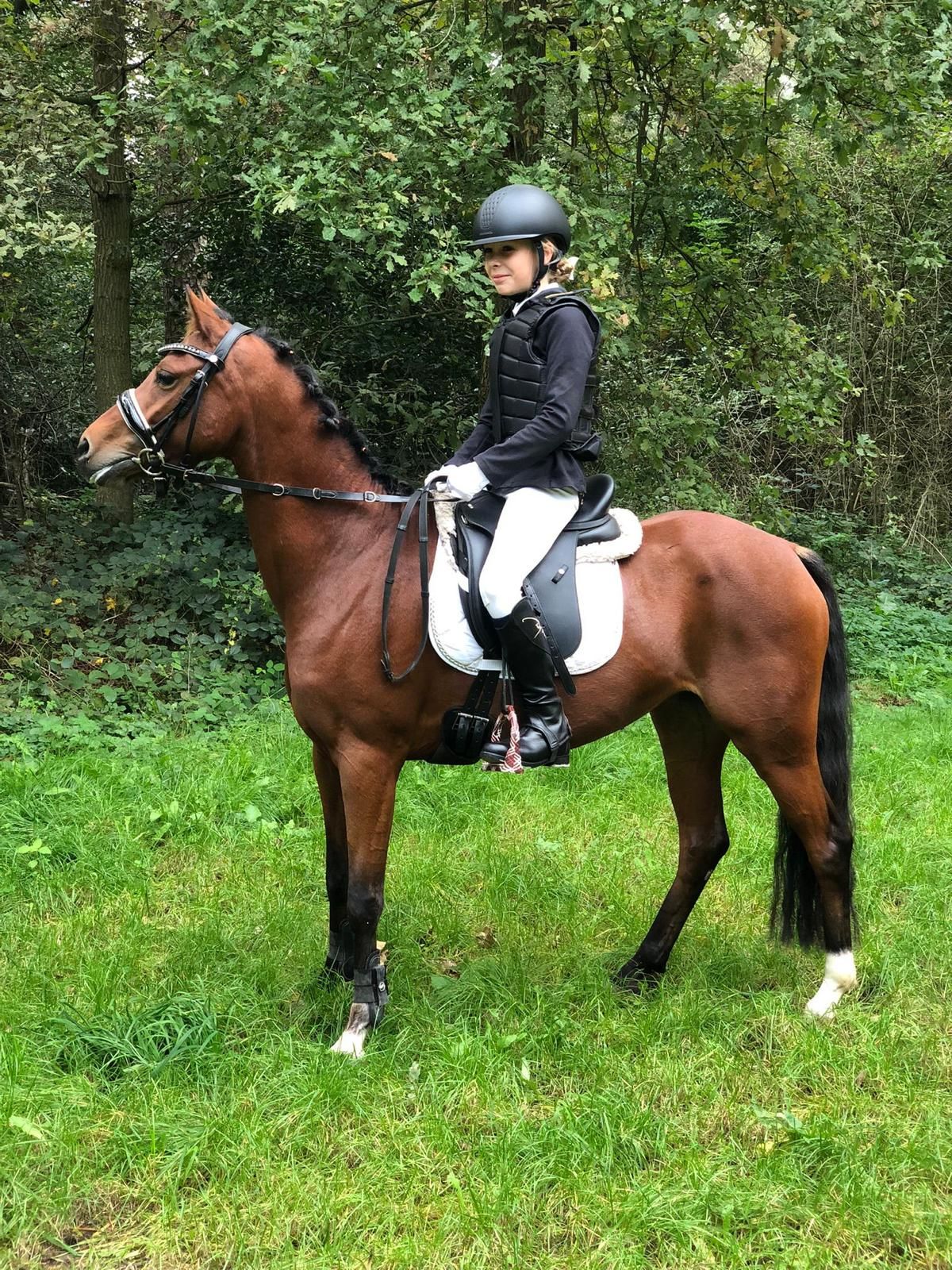 welsh dressuurpony merrie 8 jaar bruin te koop - Hoofdfoto
