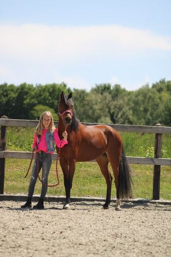 welsh dressuurpony merrie 8 jaar bruin te koop - Foto 2