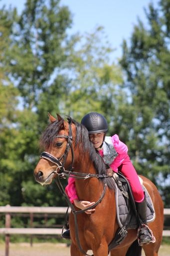 welsh dressuurpony merrie 8 jaar bruin te koop - Foto 3