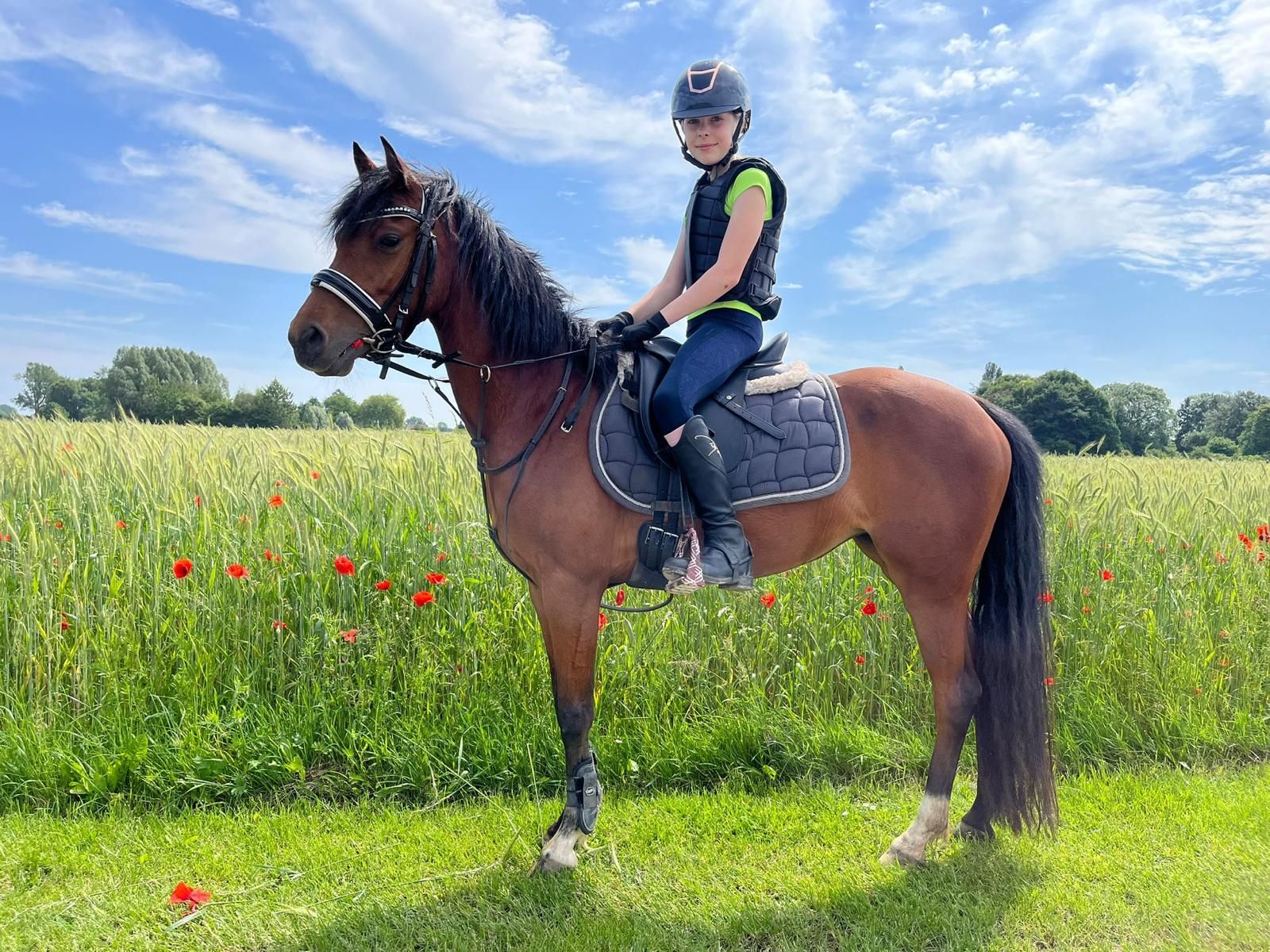welsh dressuurpony merrie 8 jaar bruin te koop - Foto 5