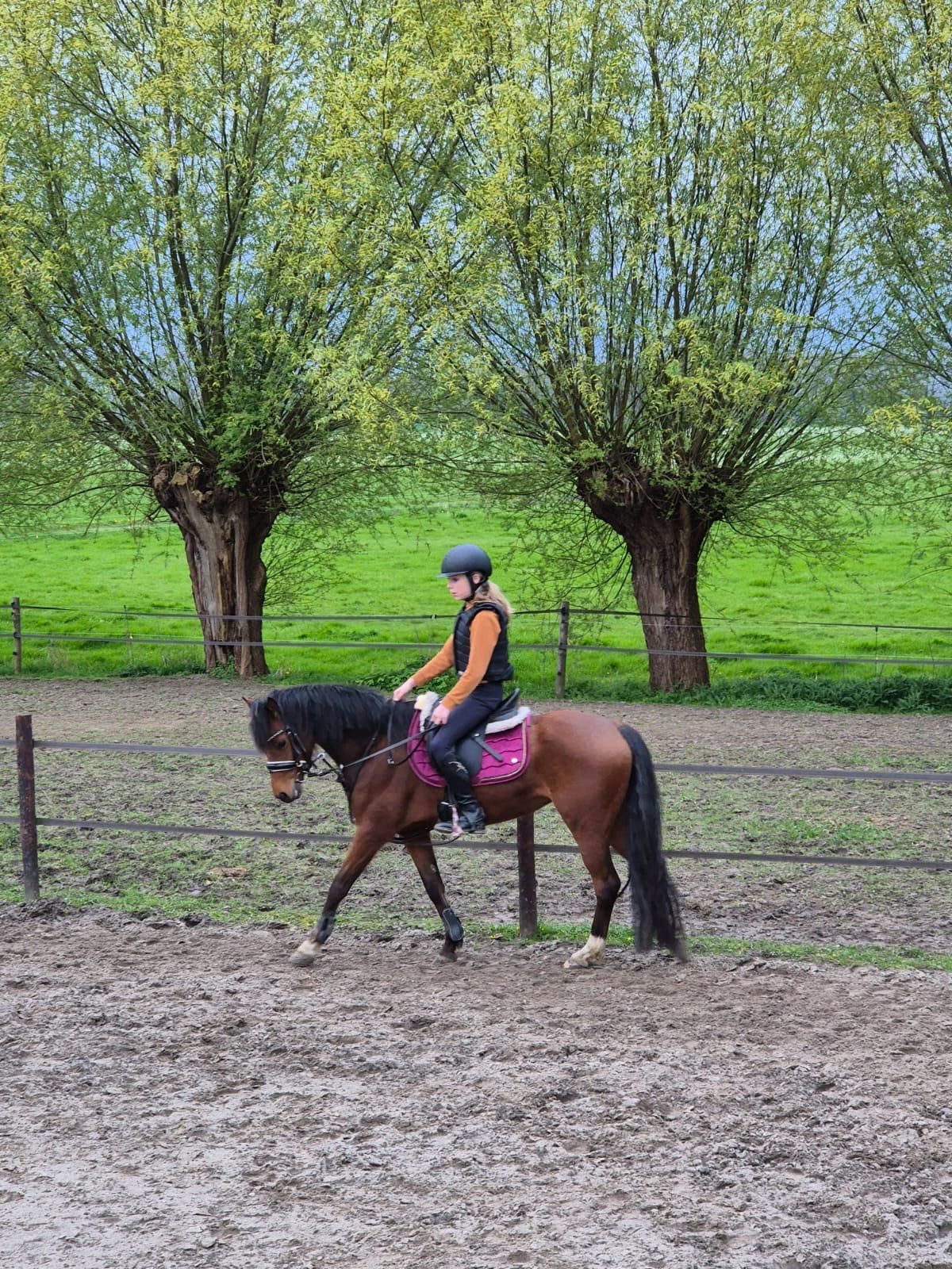 welsh dressuurpony merrie 8 jaar bruin te koop - Foto 6