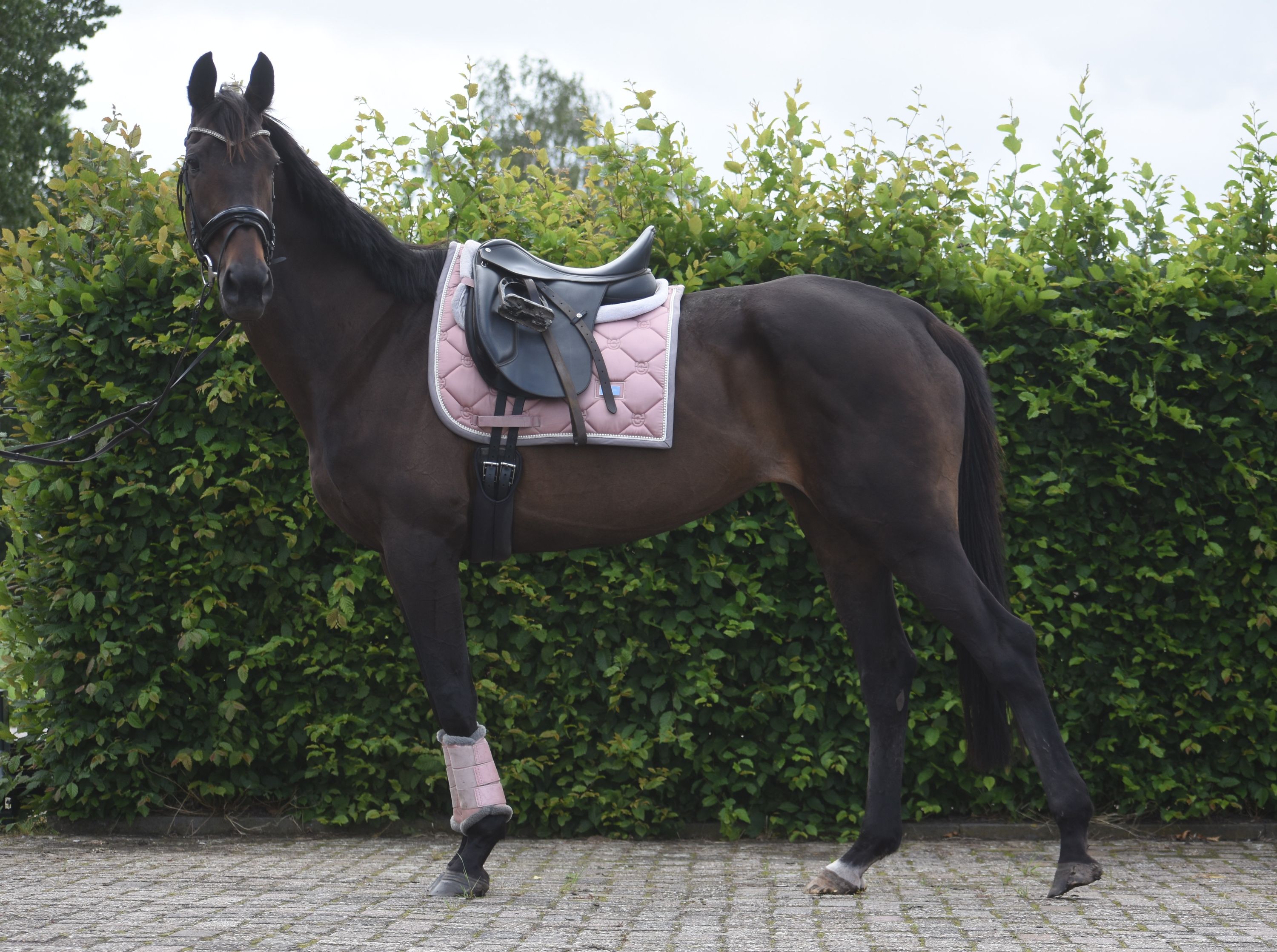 Chic, super well-behaved ridden mare