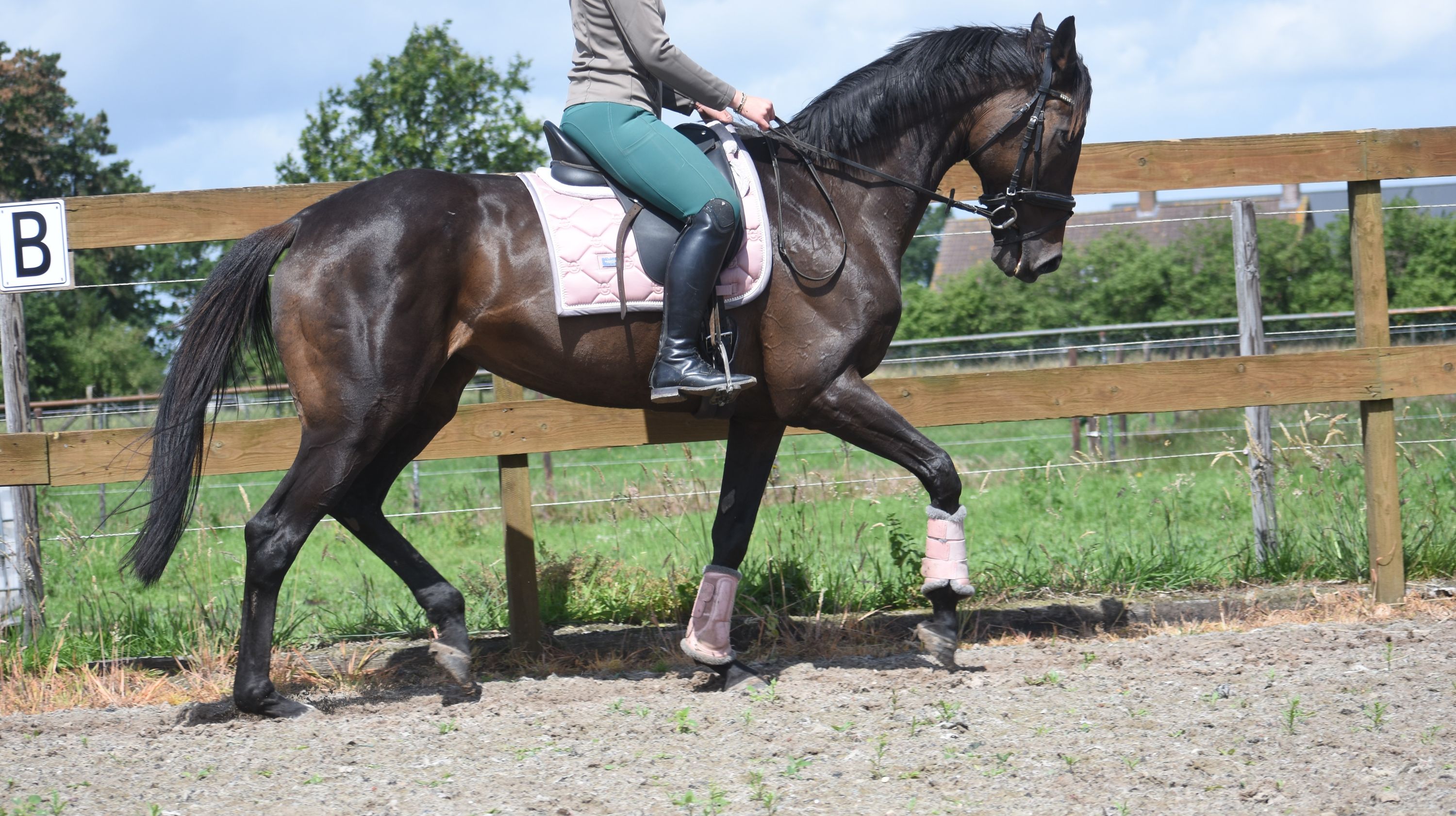 recreatie-paard merrie 13 years old donkerbruin for sale - Photo 5