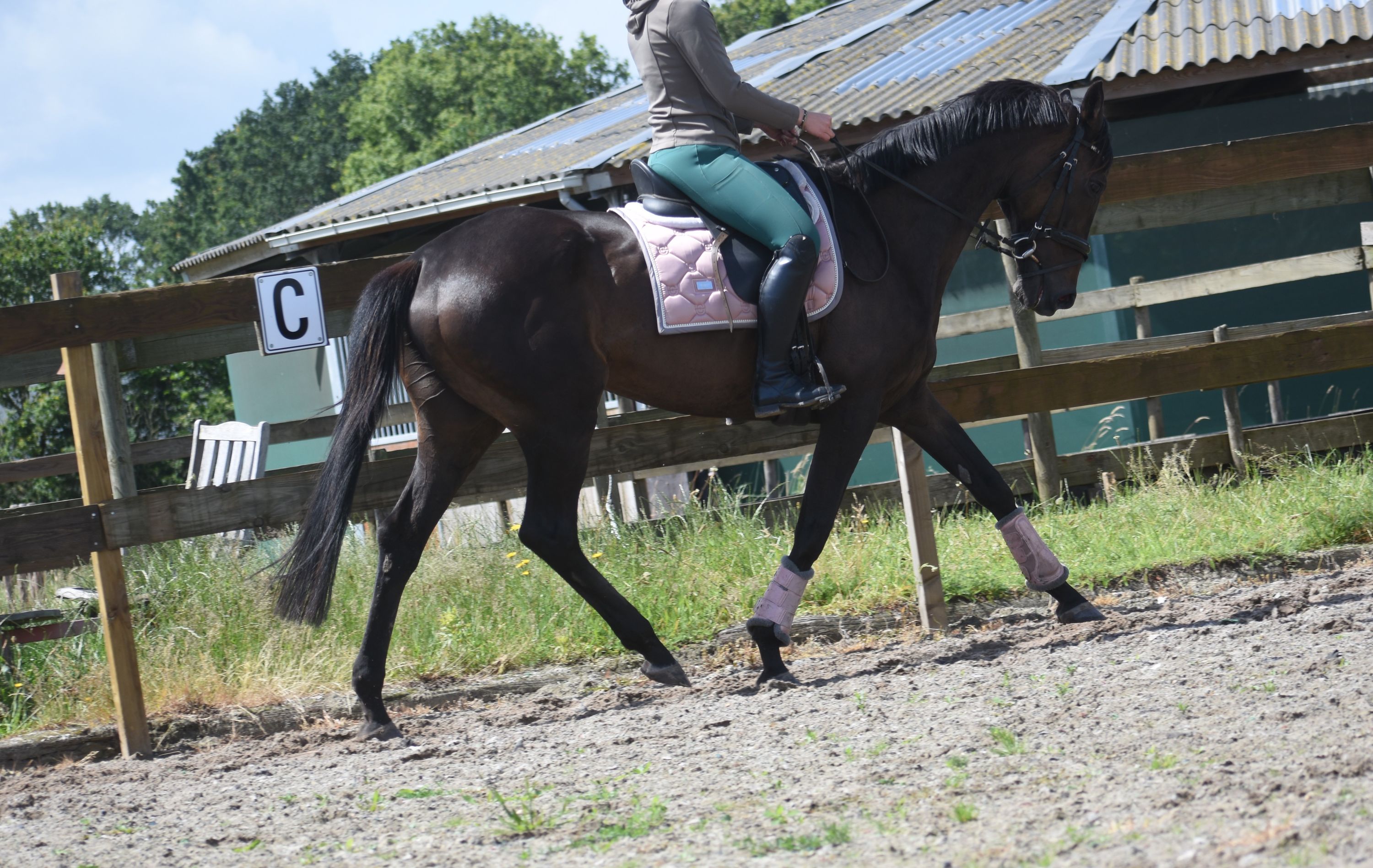 recreatie-paard merrie 13 years old donkerbruin for sale - Photo 6