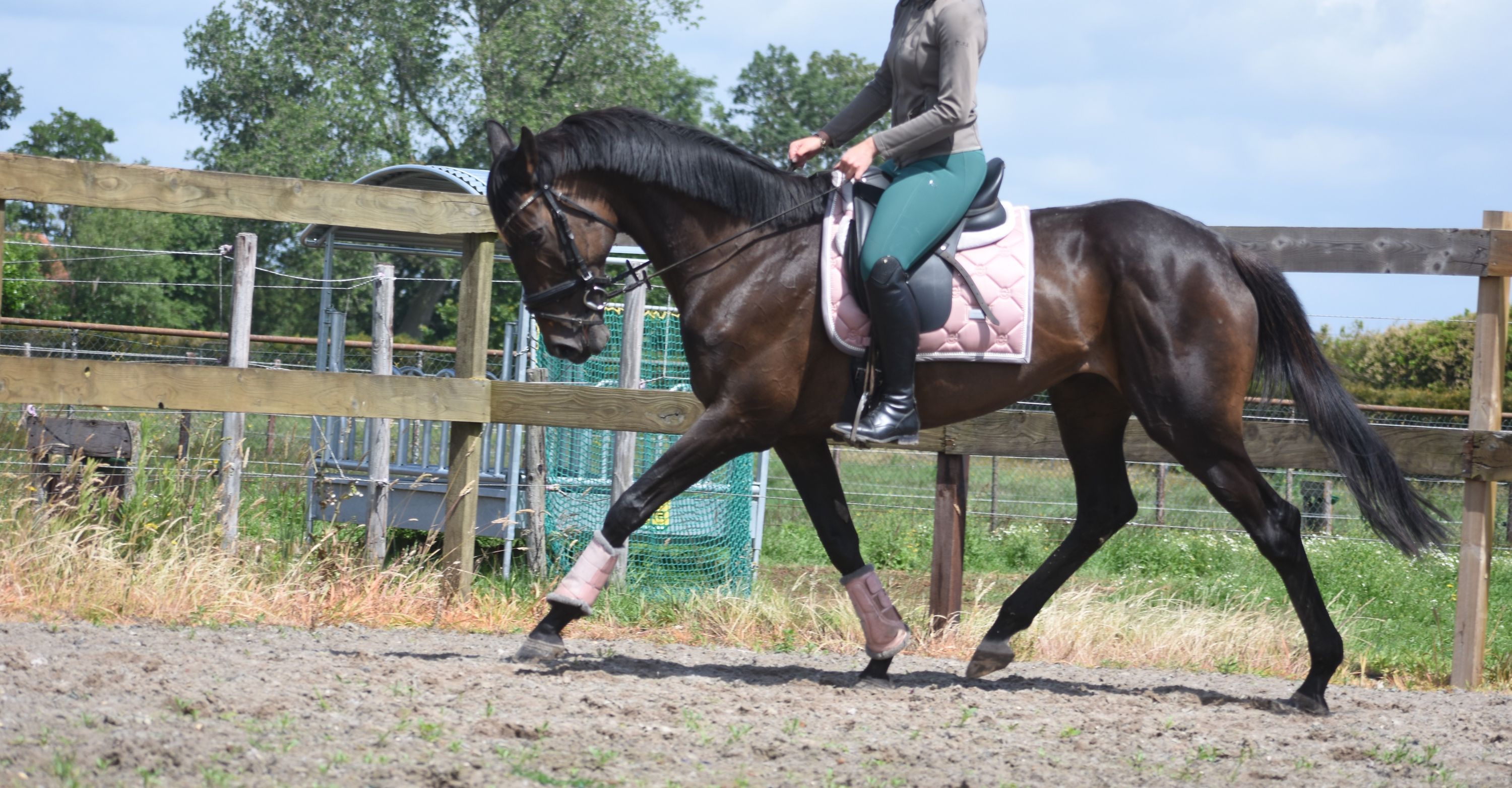 recreatie-paard merrie 13 years old donkerbruin for sale - Photo 3