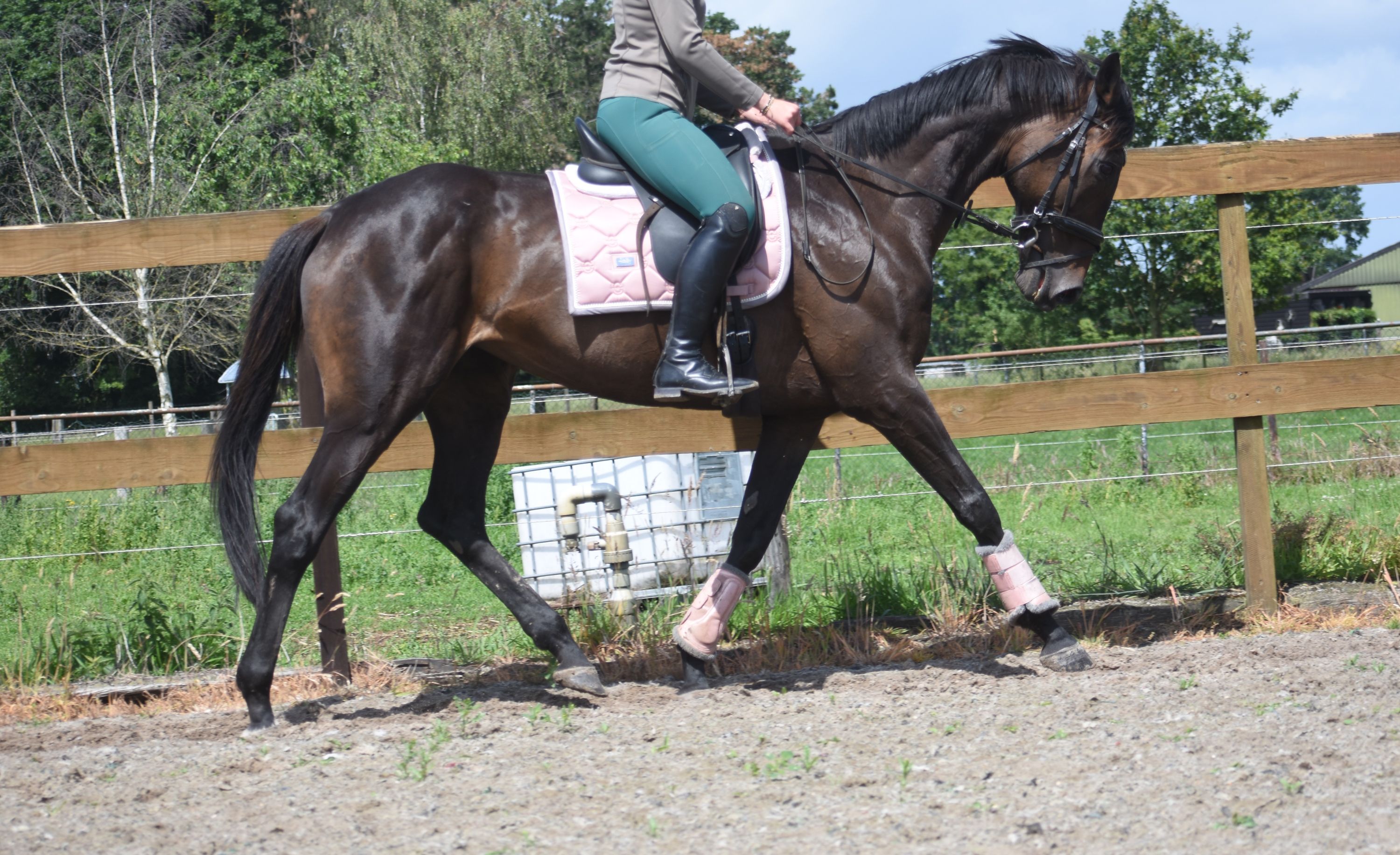 recreatie-paard merrie 13 years old donkerbruin for sale - Photo 4