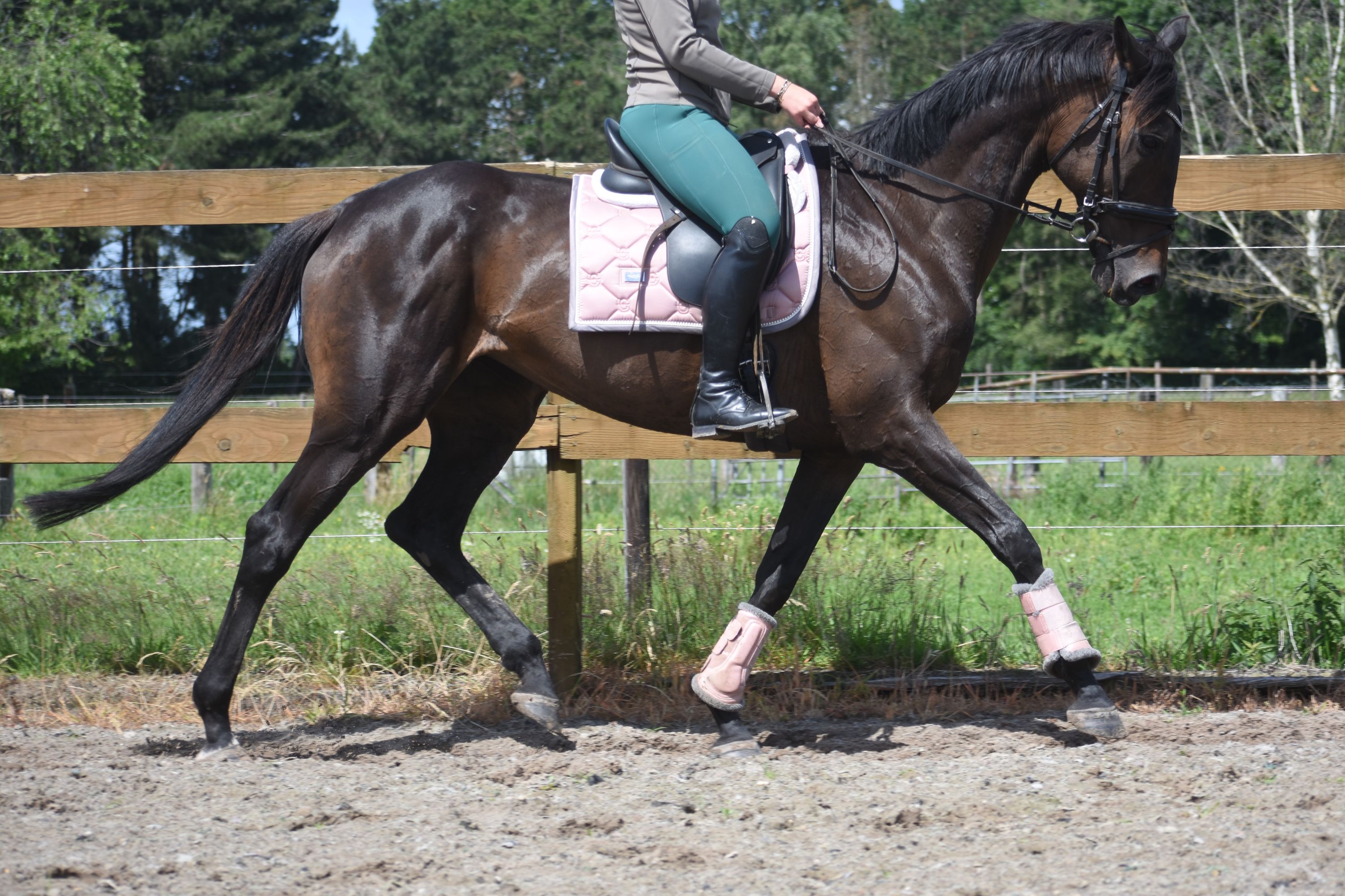 recreatie-paard merrie 13 years old donkerbruin for sale - Photo 2