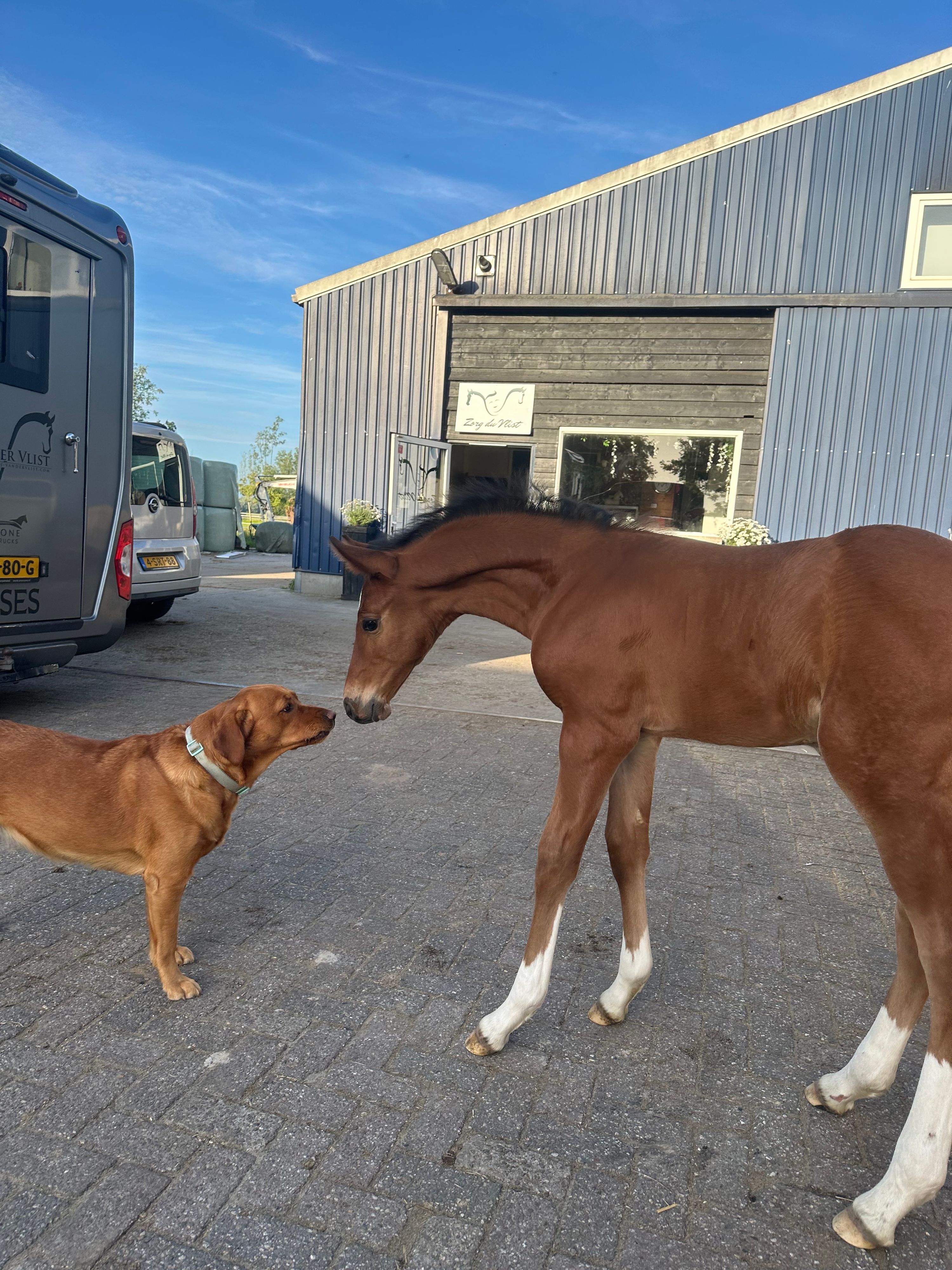 Handsome Colt by Diablue x Calido!