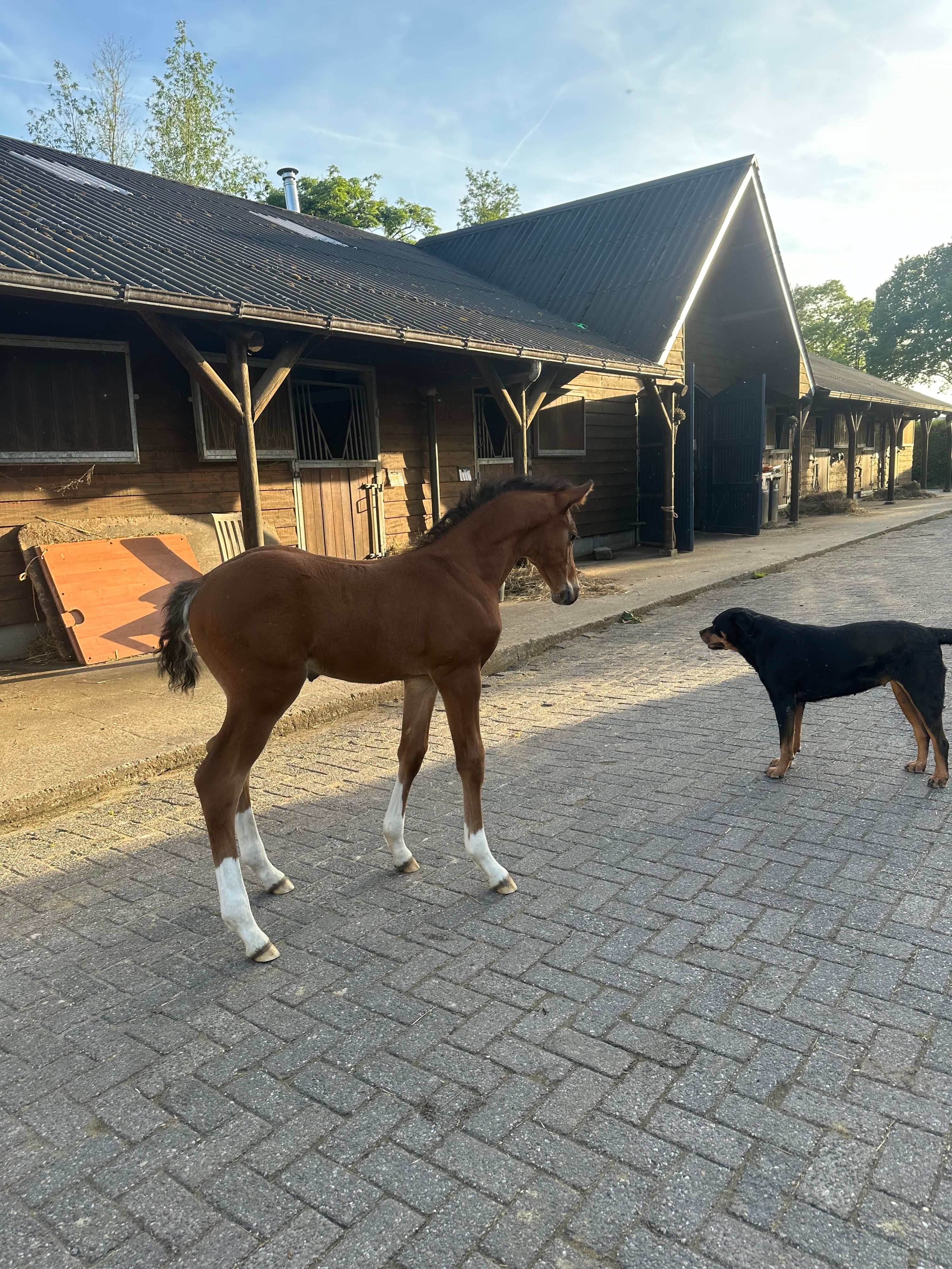 zangersheide springpaard hengst 0 years old bruin for sale - Photo 2