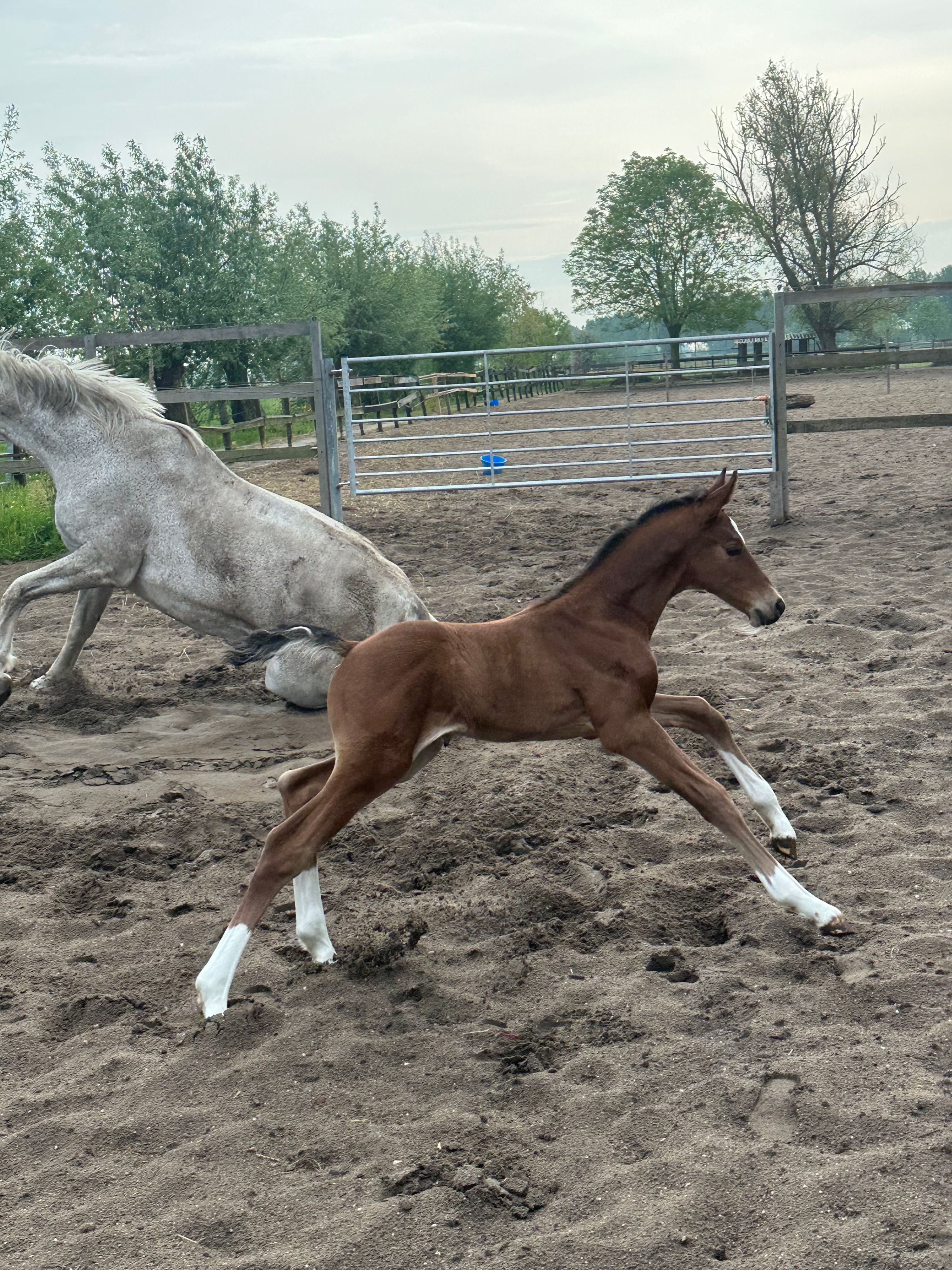 zangersheide springpaard hengst 0 years old bruin for sale - Photo 3