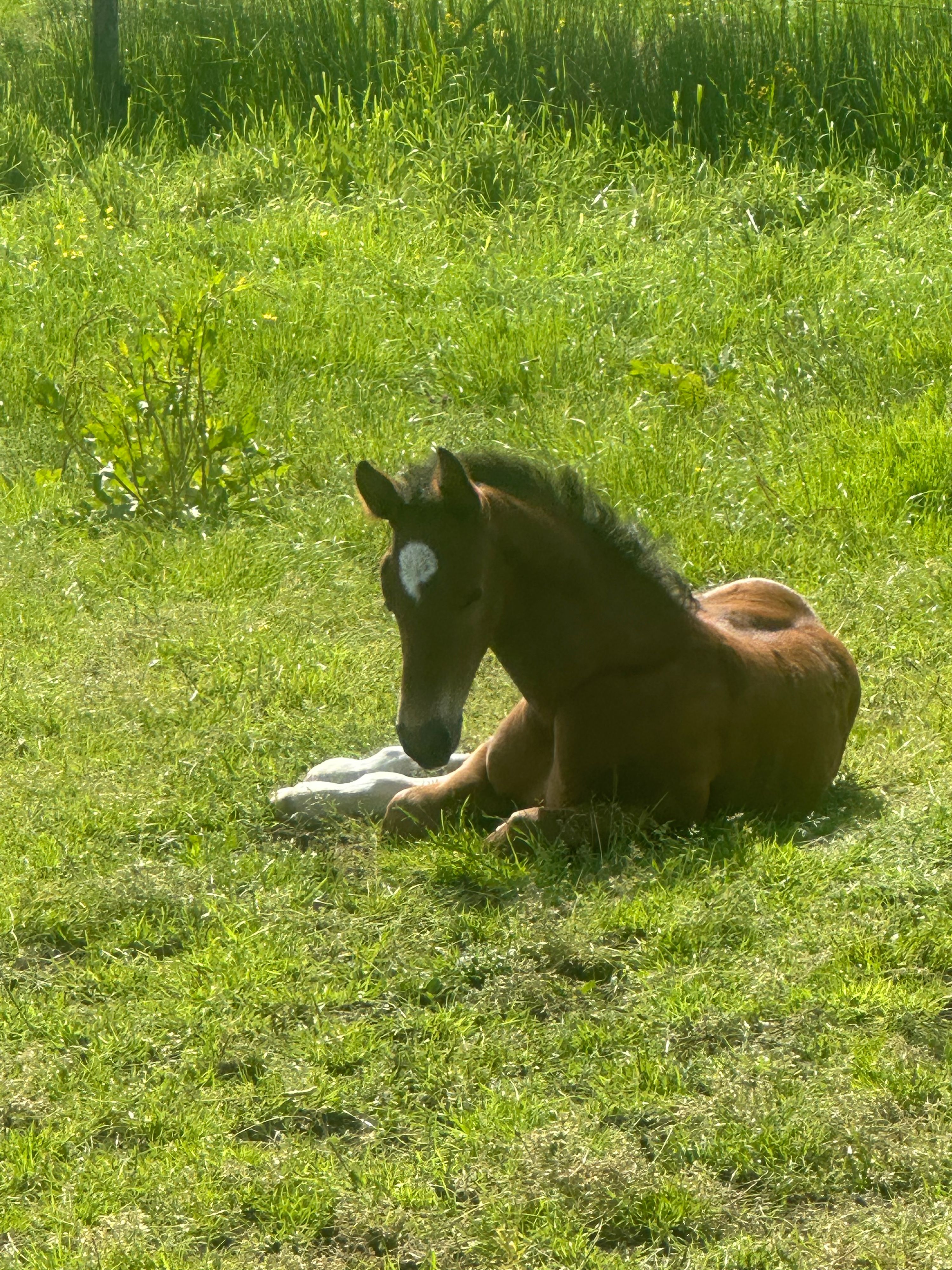 zangersheide springpaard hengst 0 years old bruin for sale - Photo 5