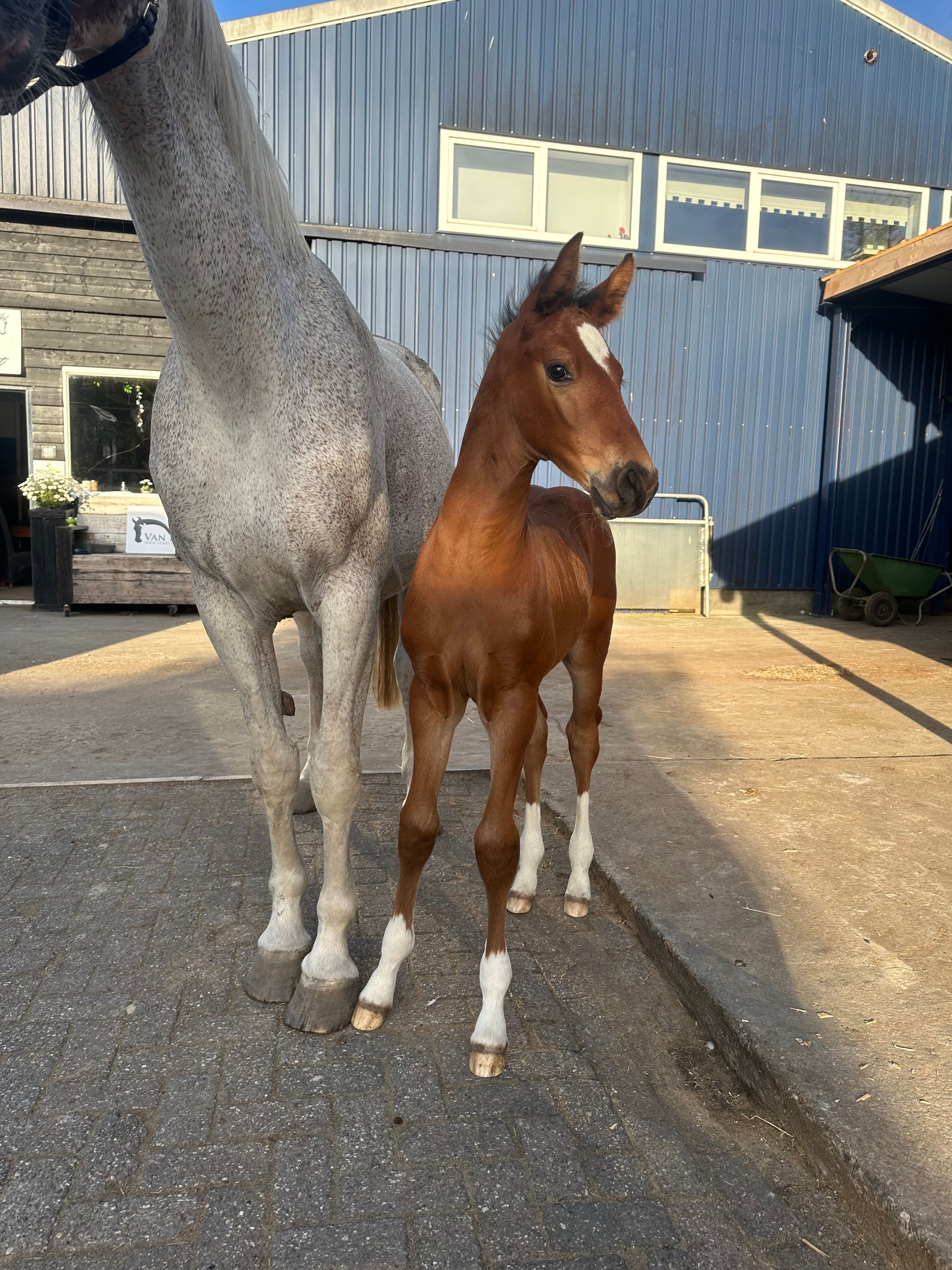 zangersheide springpaard hengst 0 years old bruin for sale - Photo 4