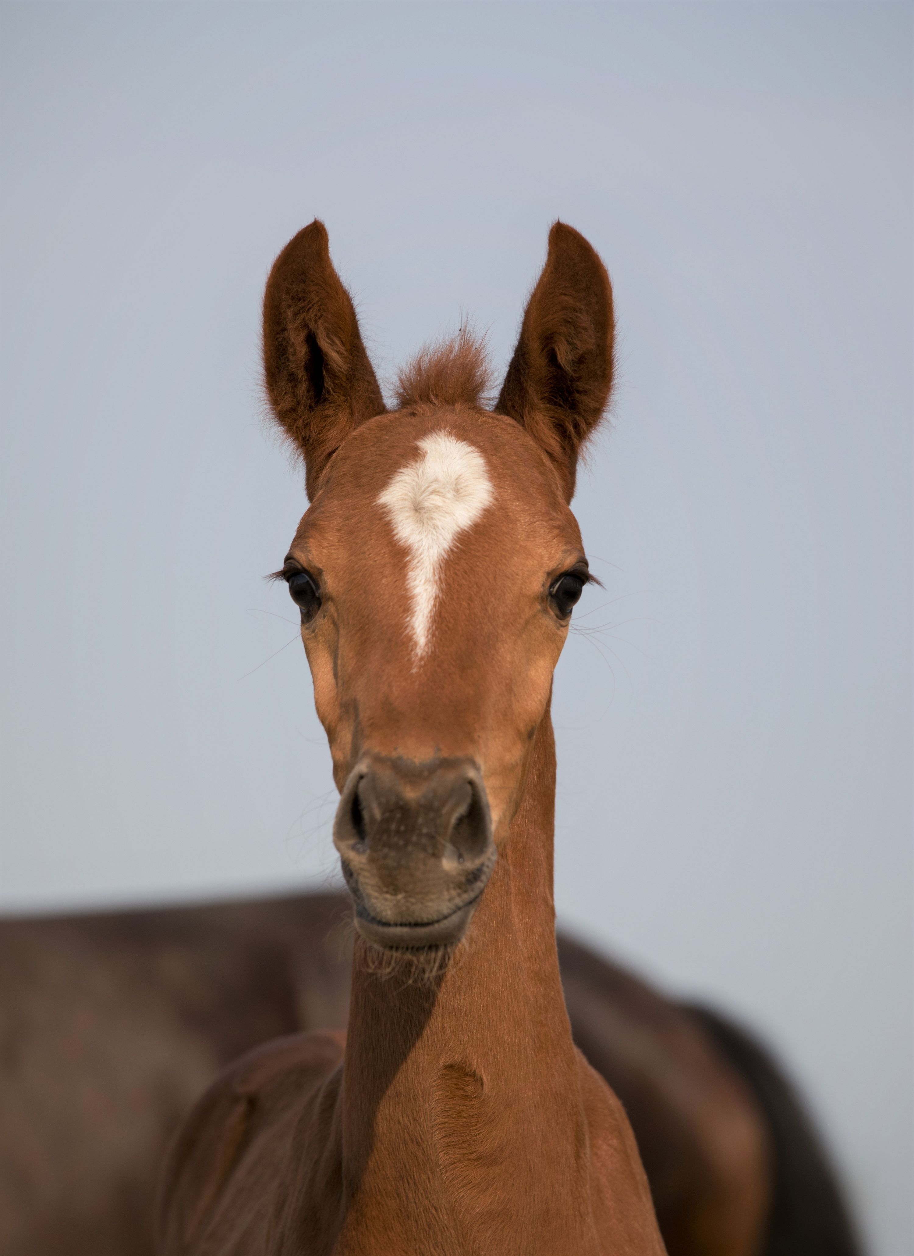 Broodmare by Cascadello in foal to Drummer!