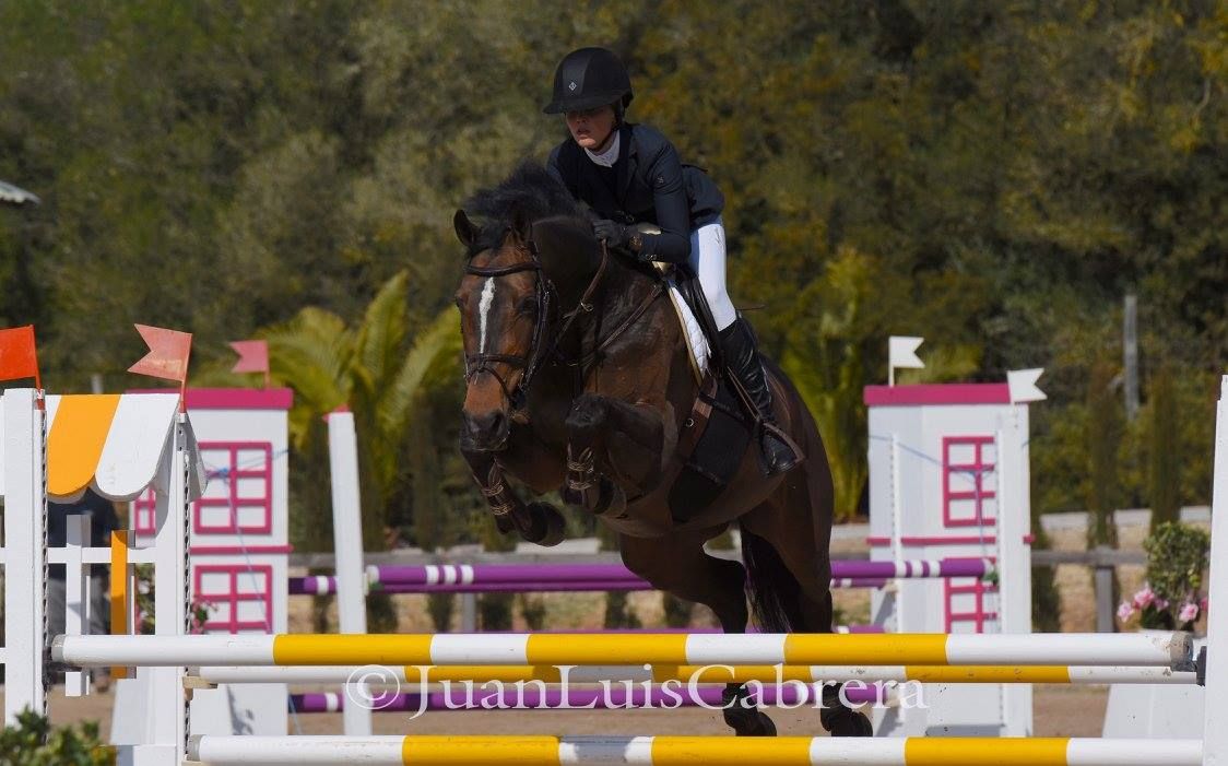zangersheide fokmerrie merrie 8 years old vos for sale - Photo 2
